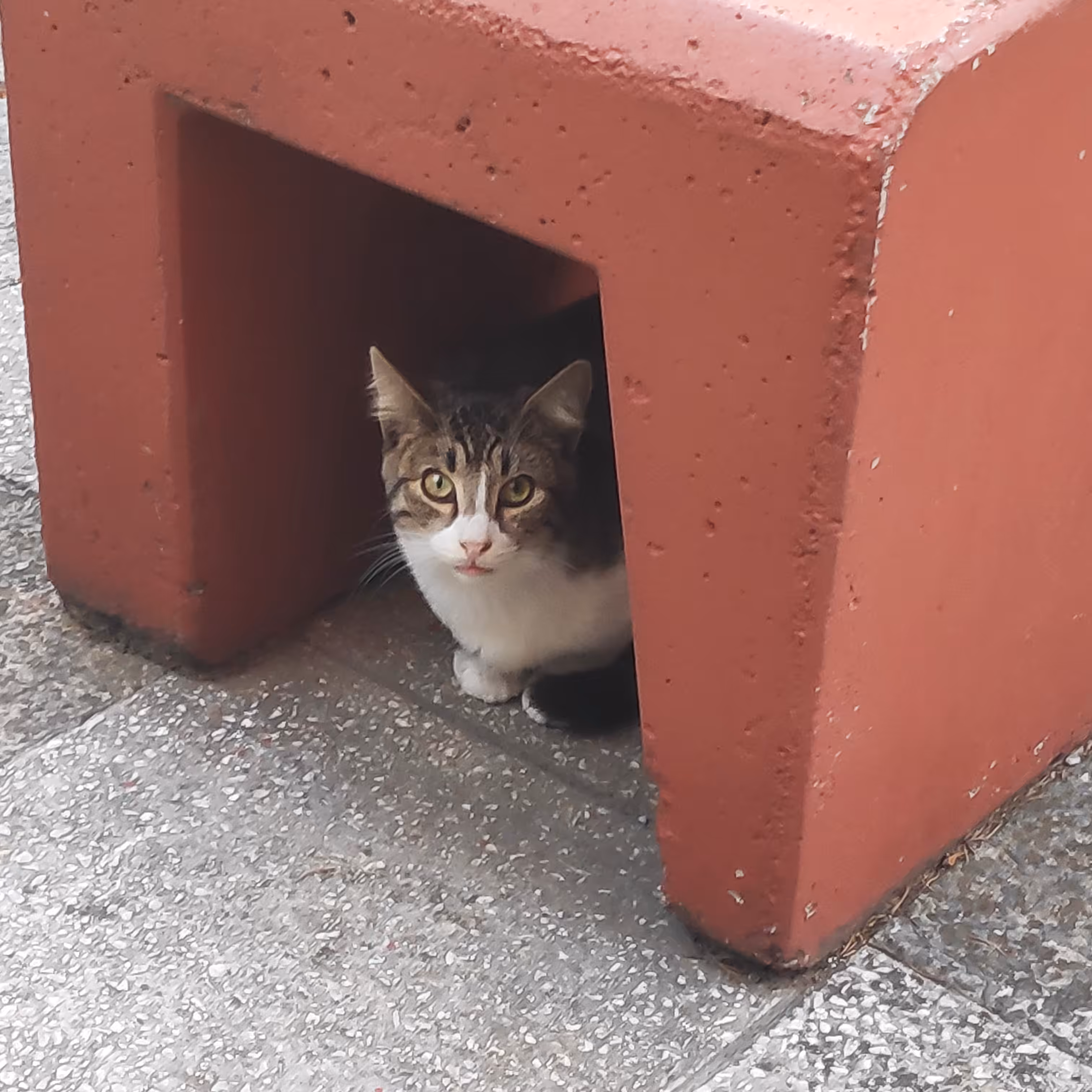 RARE CATZ