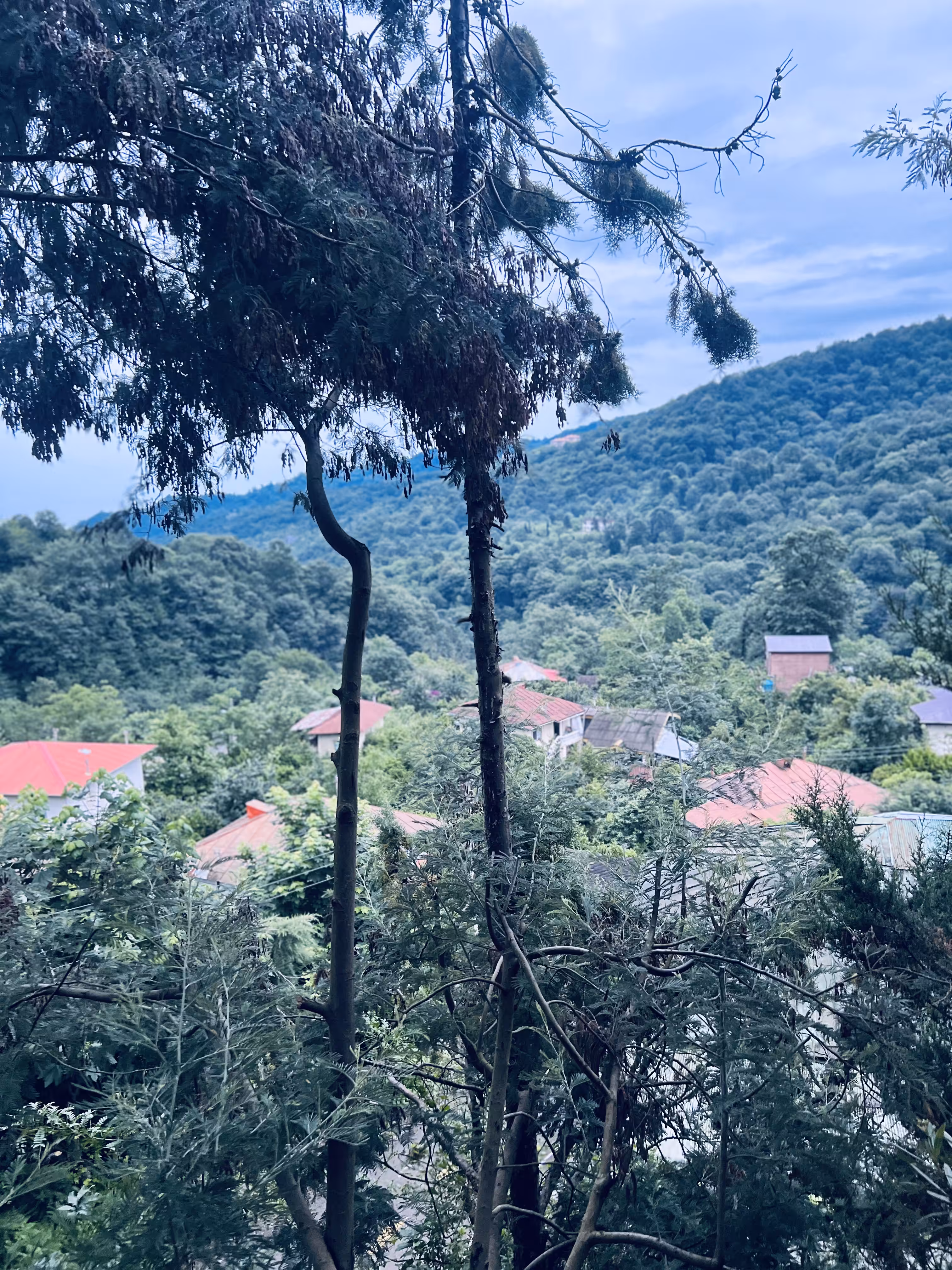 Orange roofs