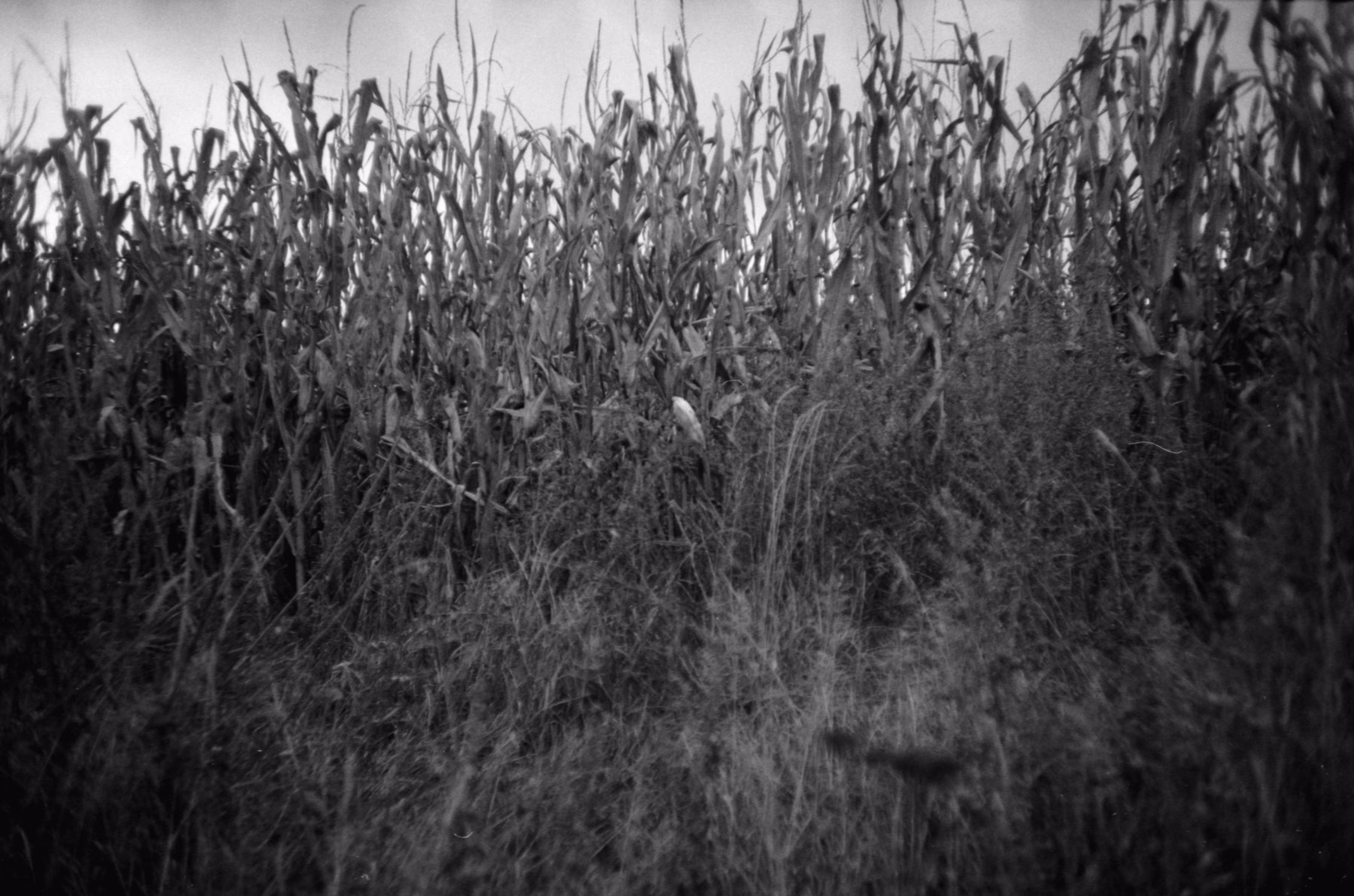 parallel life (shape): 4. bear witness.