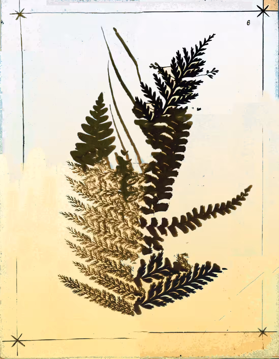 Metafern [f]