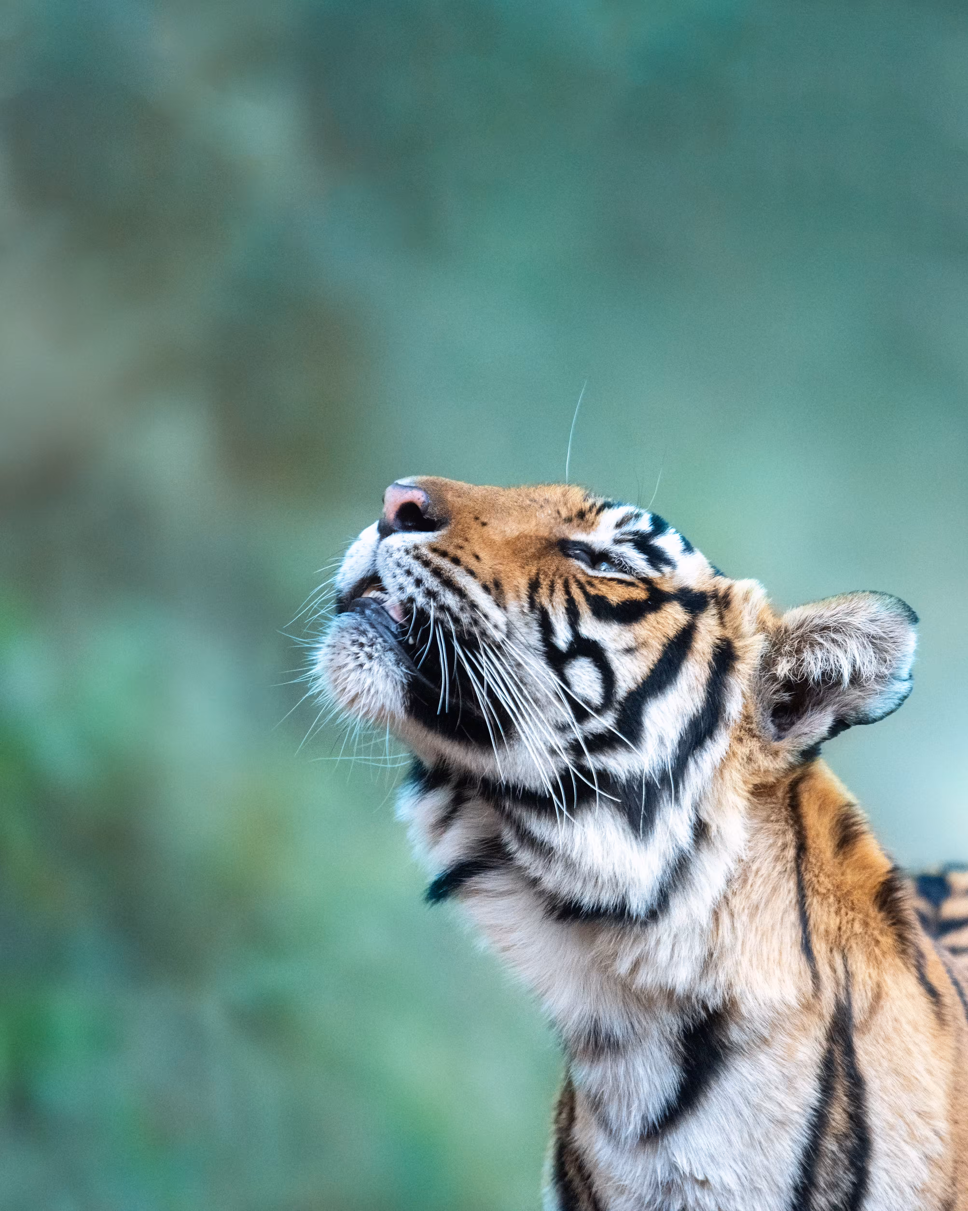 The Royal Bengal Tigers