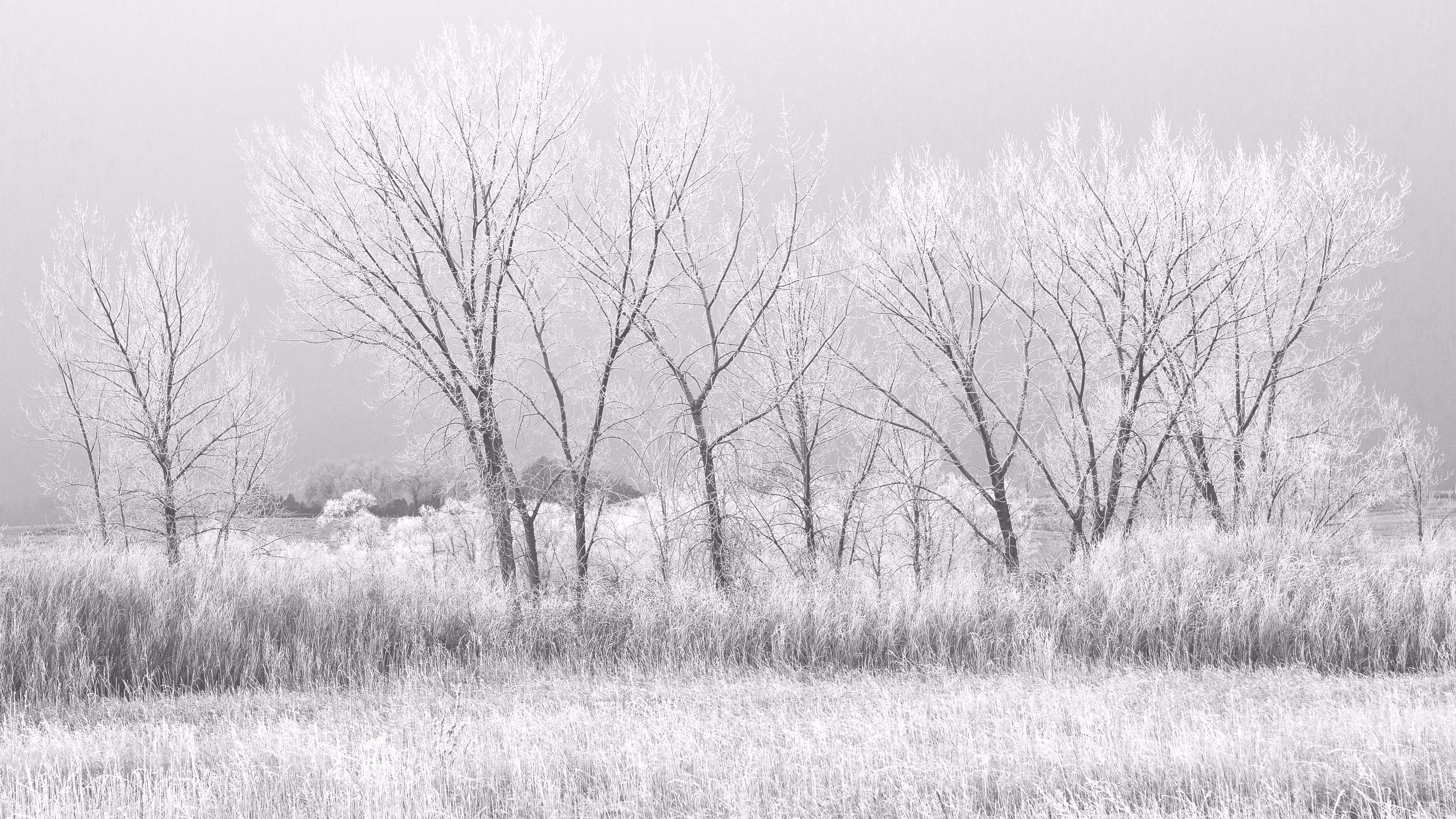 Silvered Ground