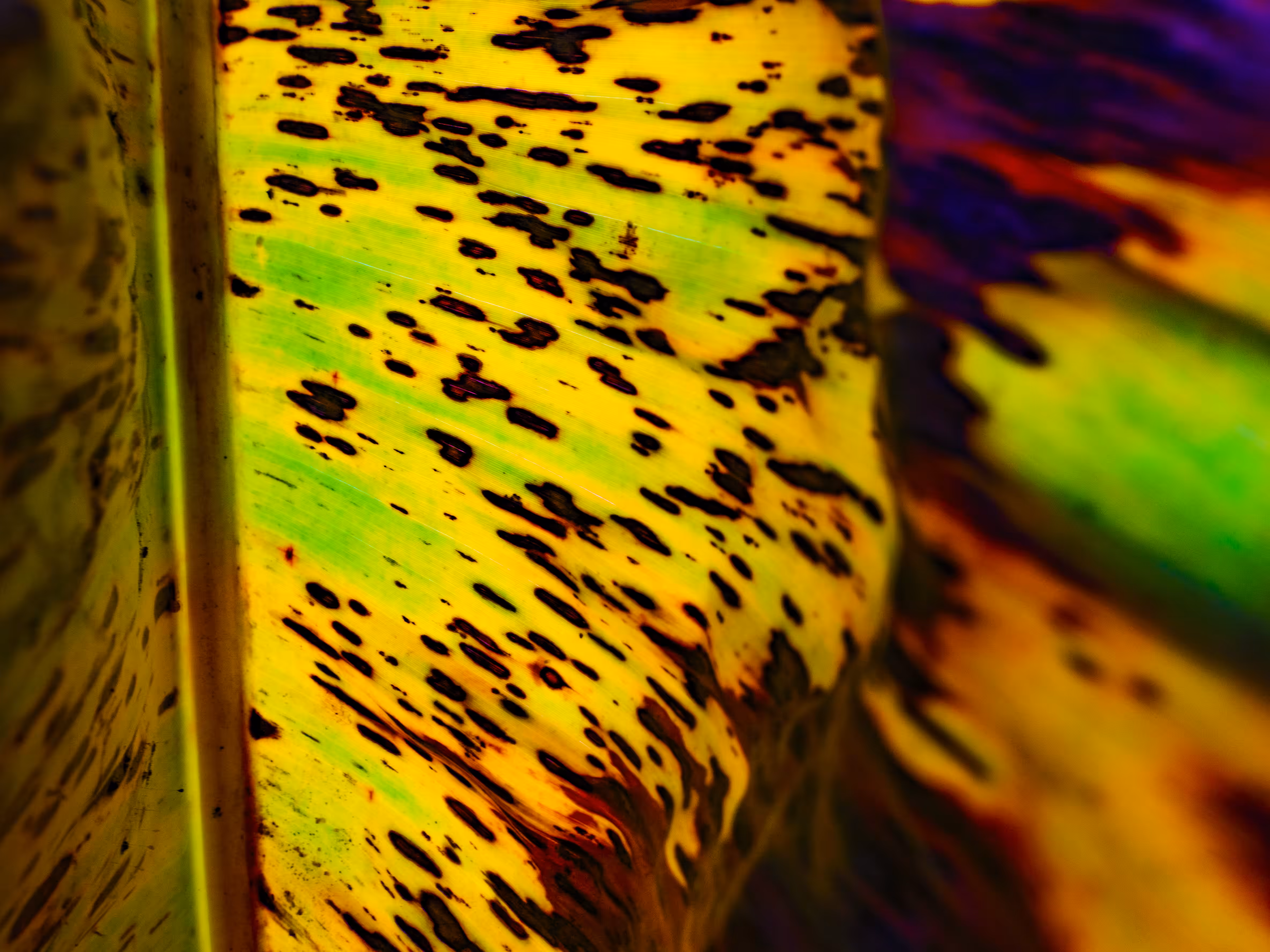 Nature-Reverie#4