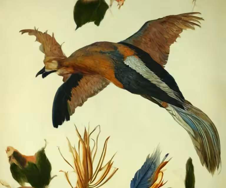 AvianShifting