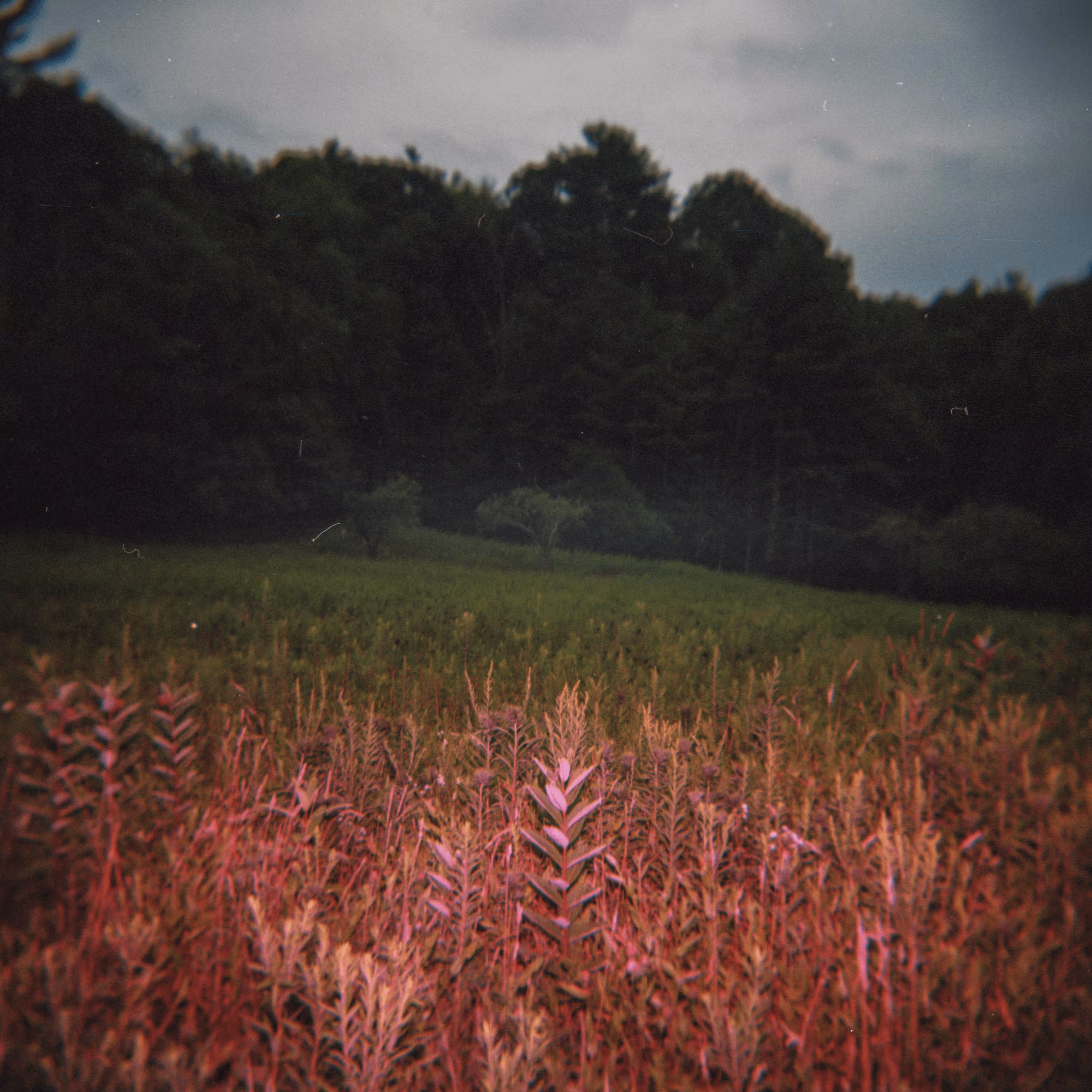 Shot on Holga #19: Color Shift 