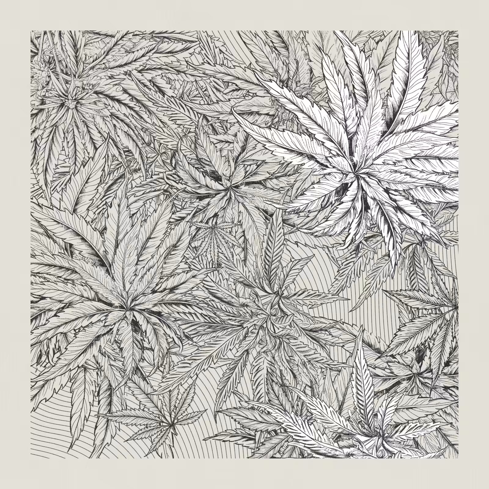 zancannabis #151