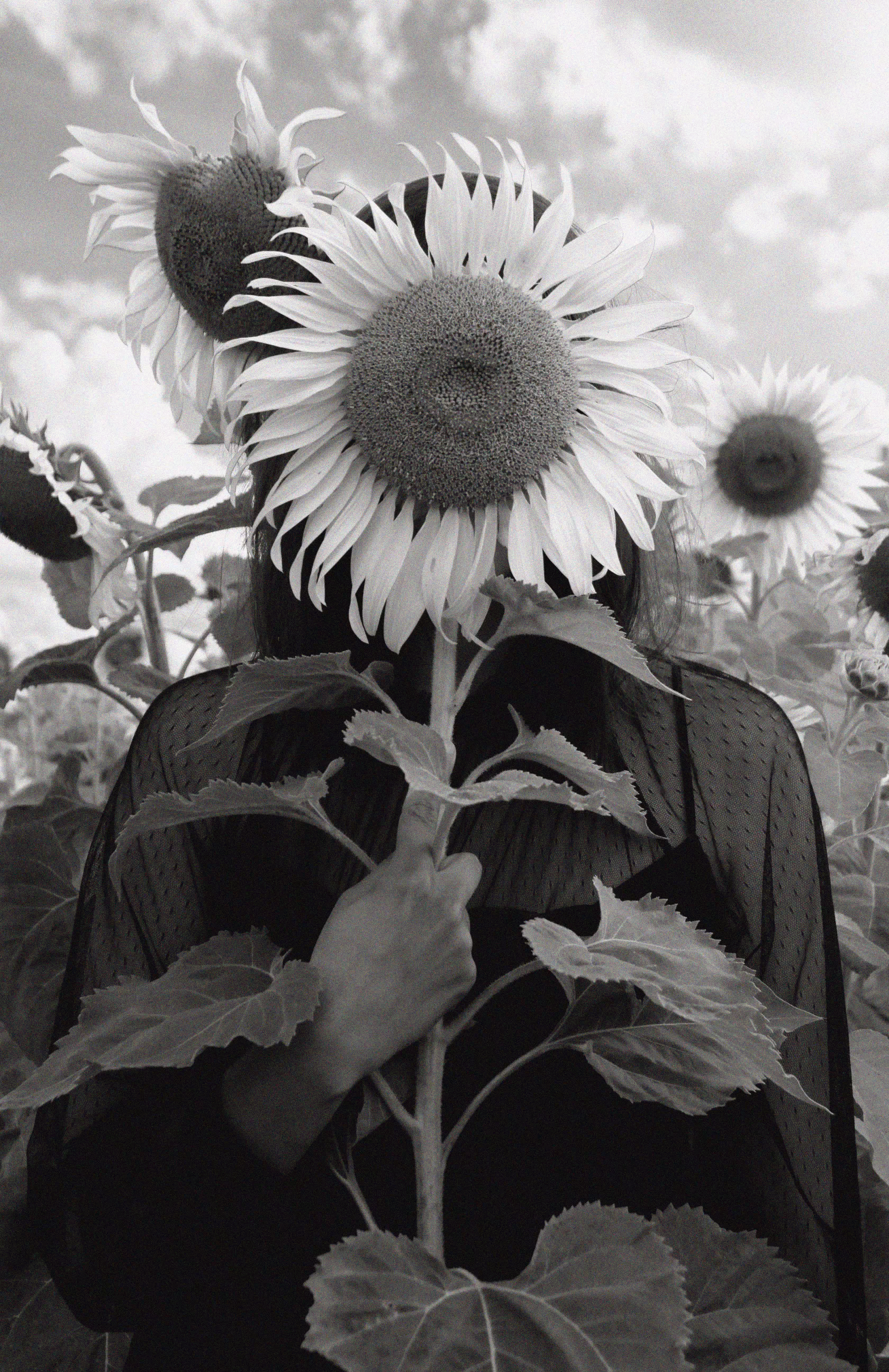 Sunflower field III