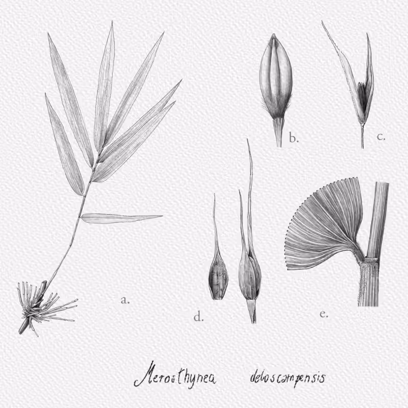 Botanical Illustration - Bambusoideae 1 #10