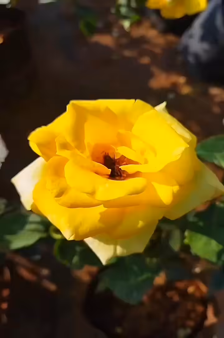 Honeybee Collects Pollens From A Rose