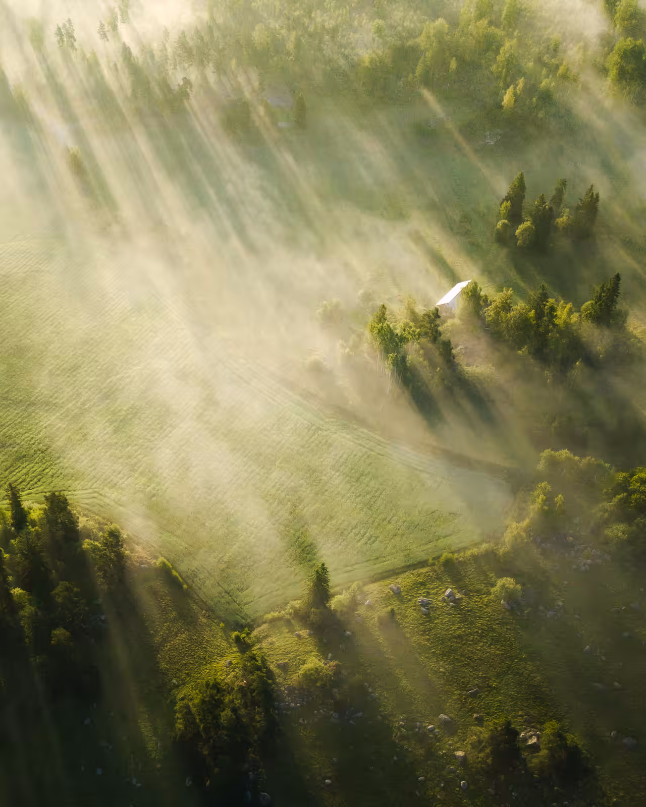 In the early morning mist