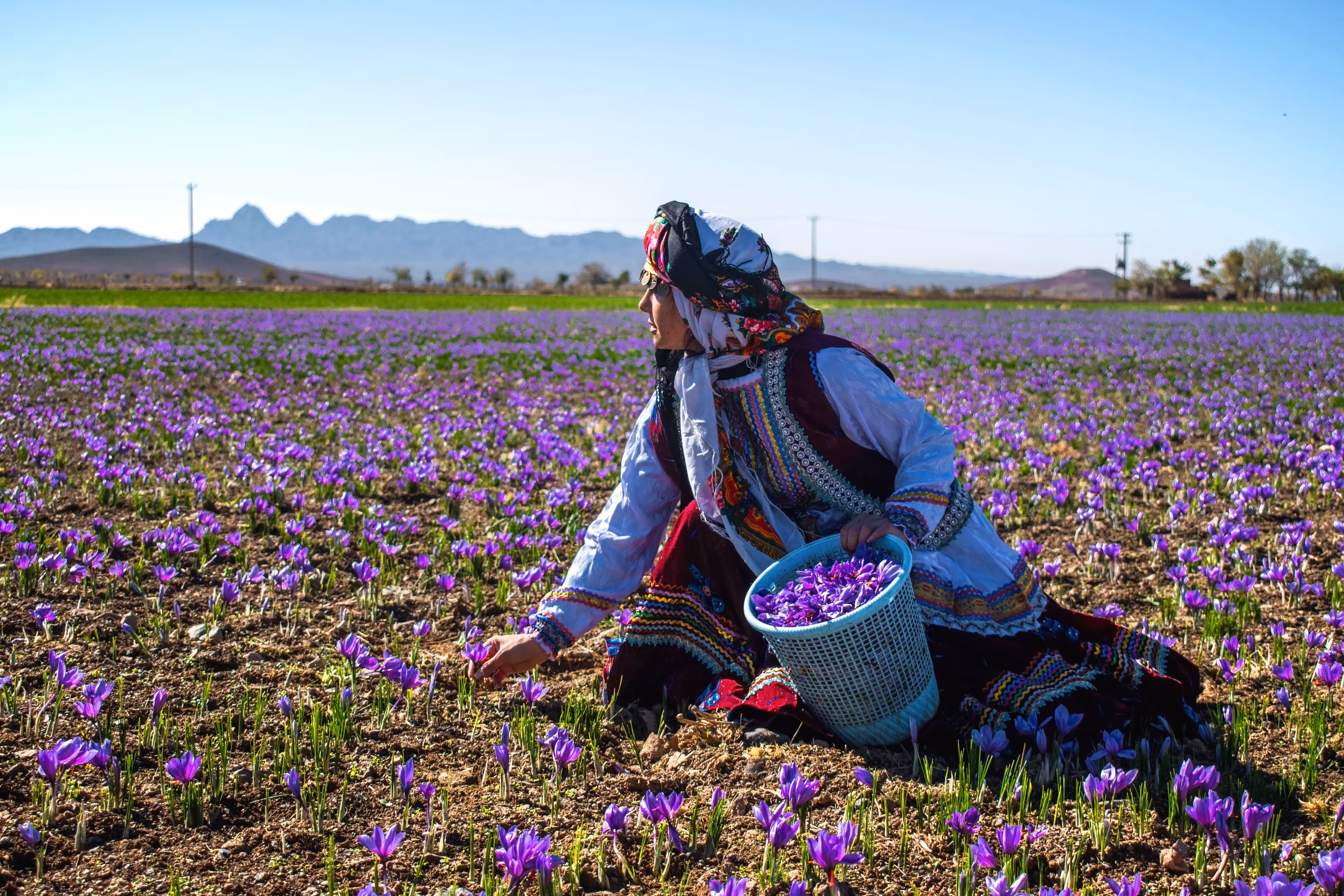 Flower Picker of Iran
