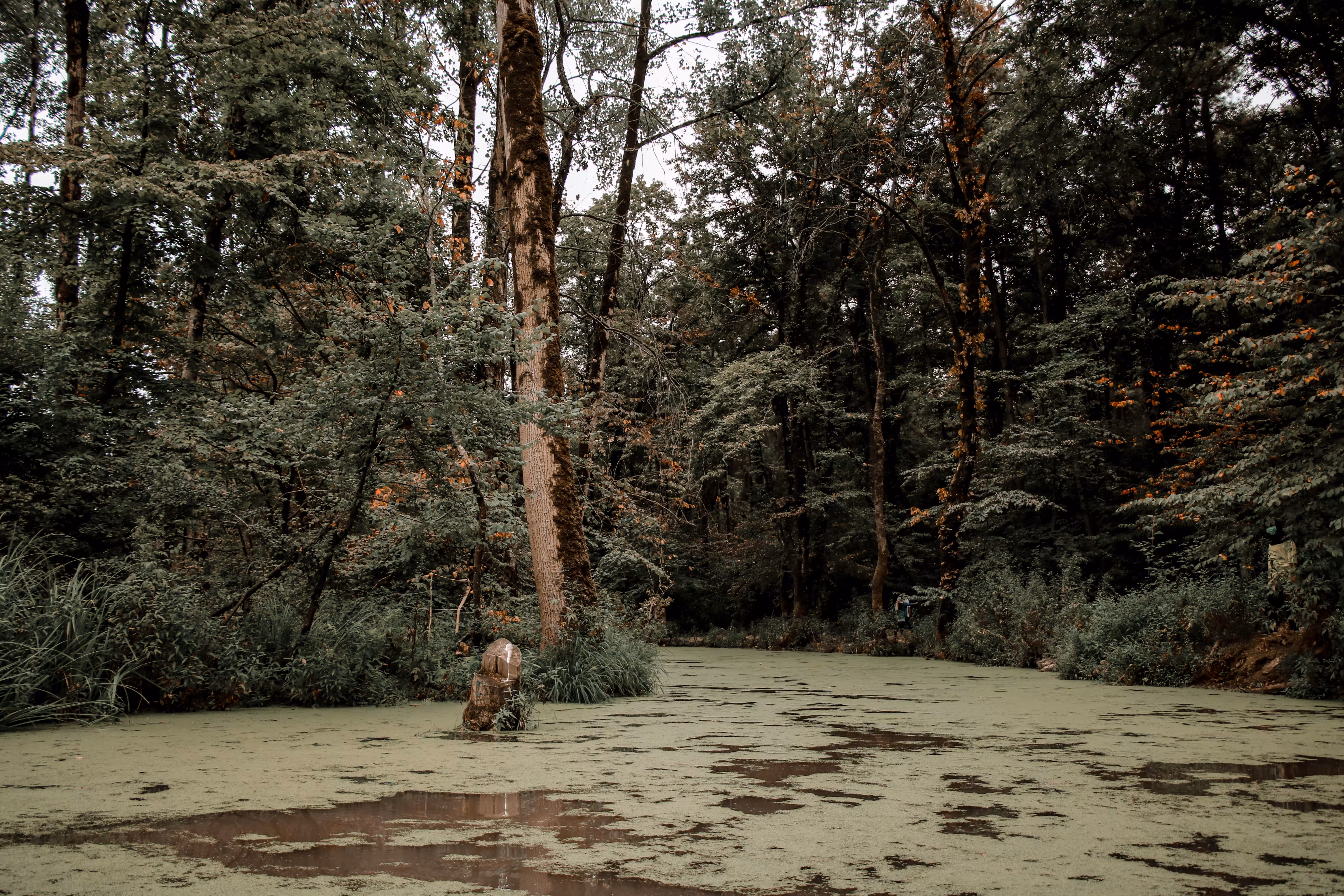 Green Land _01