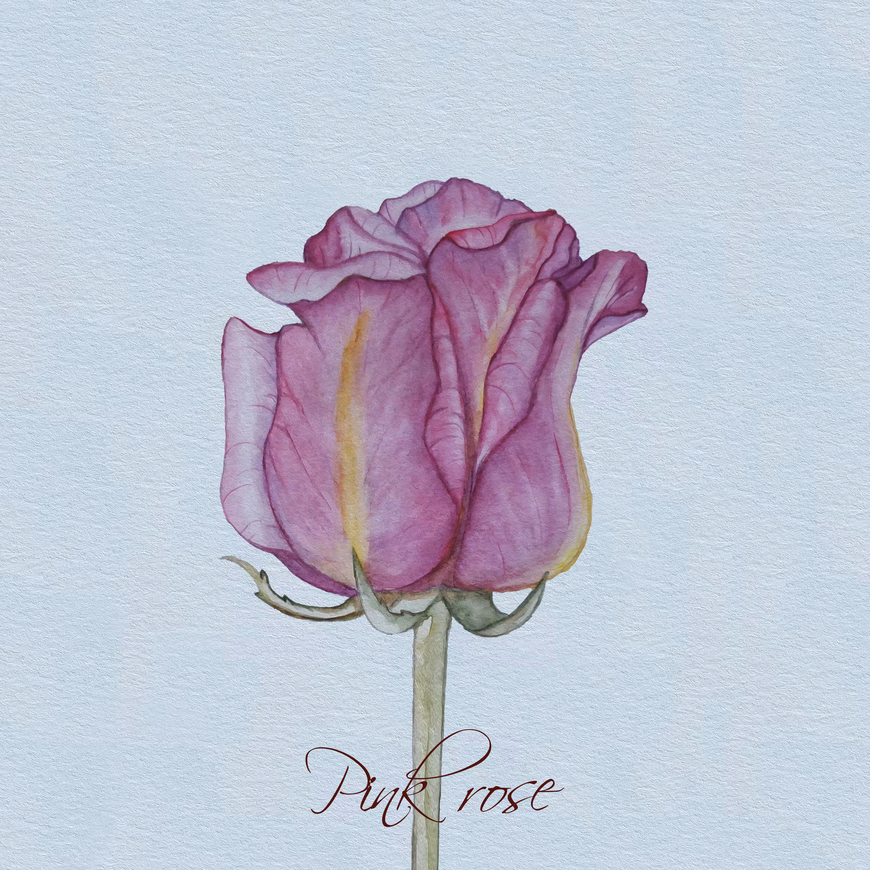 Pink rose (watercolor)