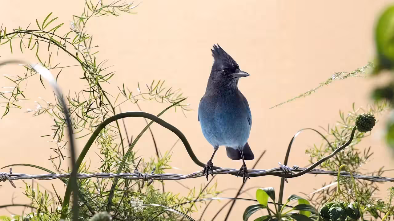 Birds Observations: Quillan, In the Tangle