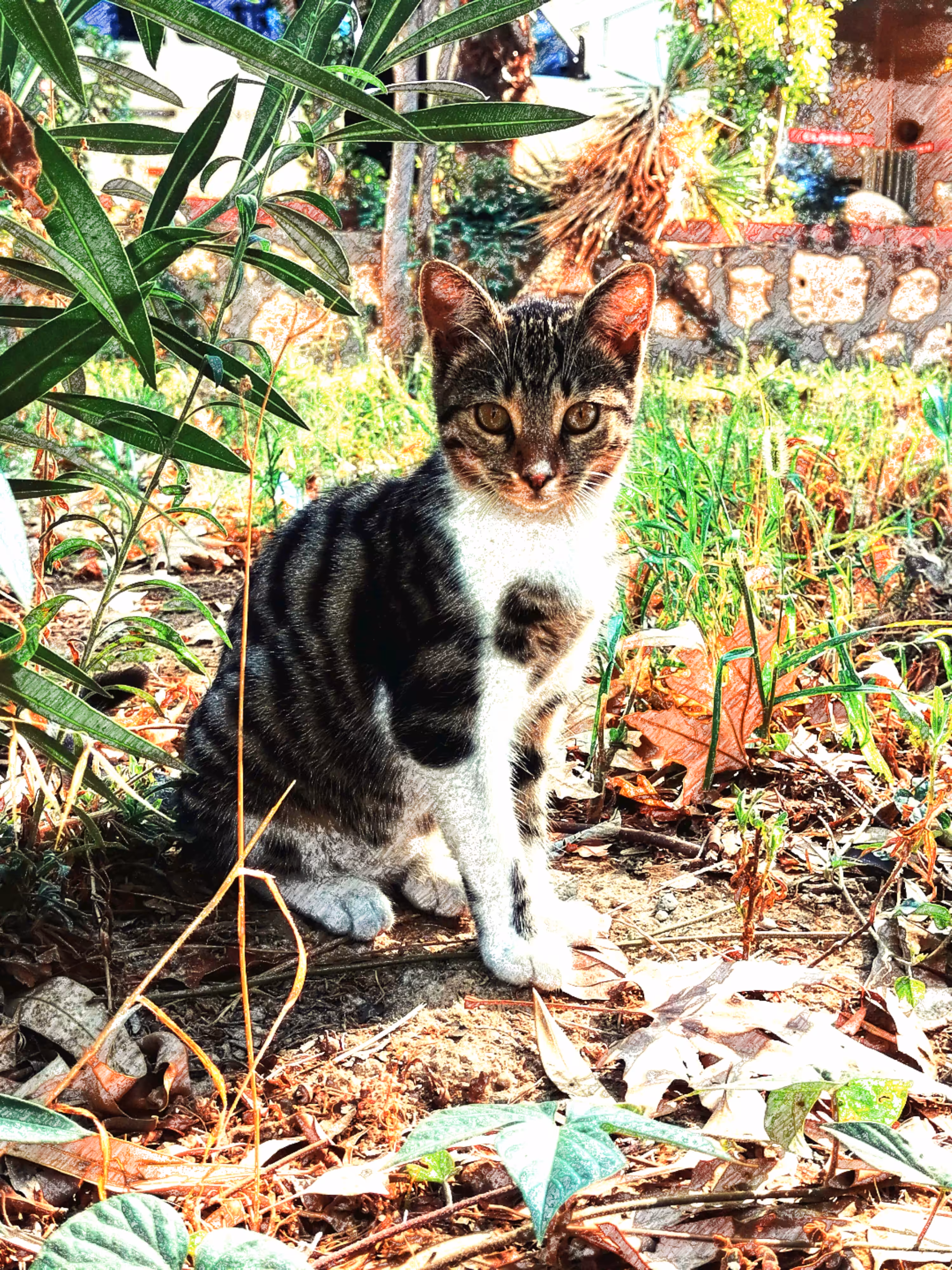 Nice cat