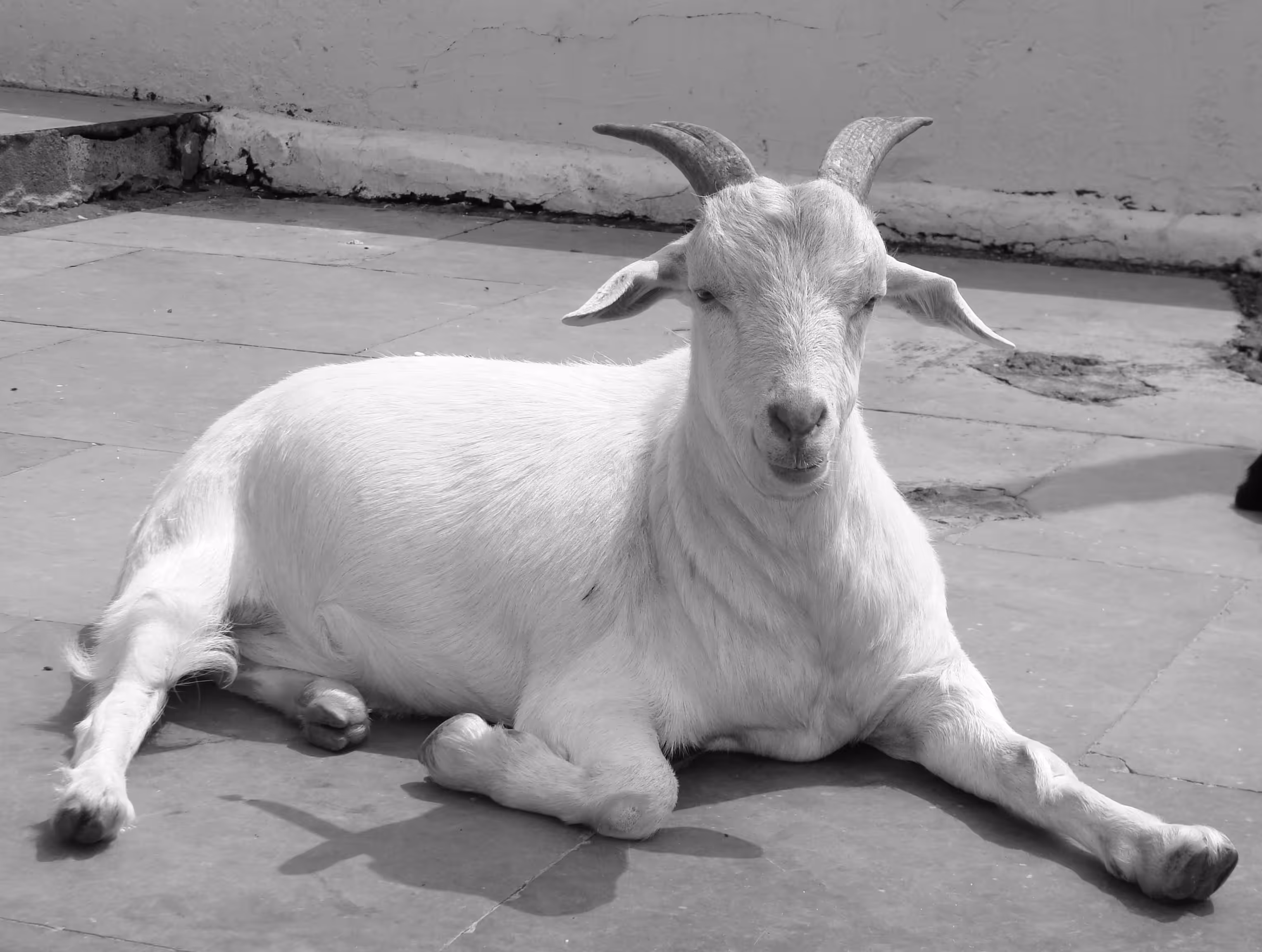 Goat