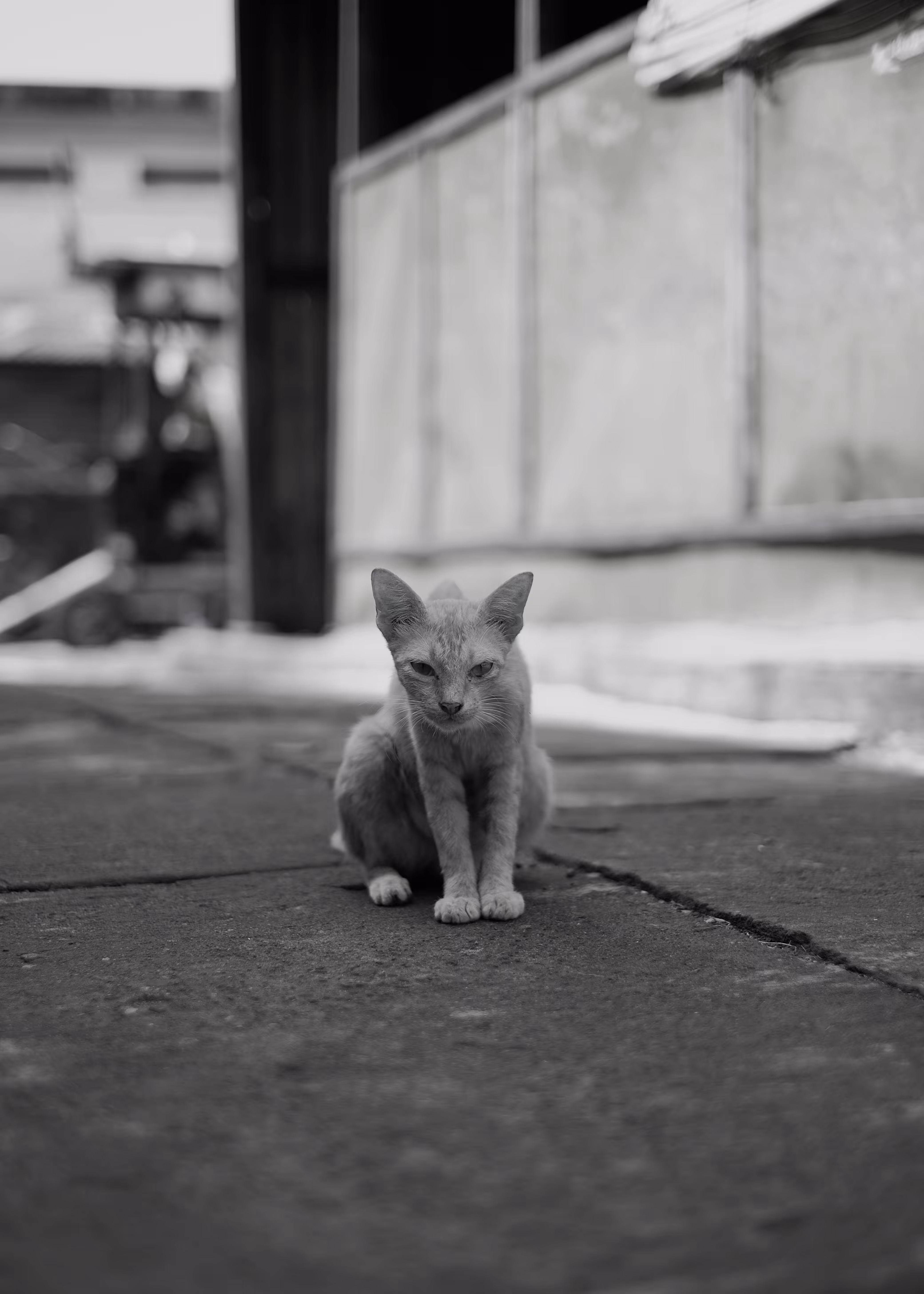 The Cat - 2019