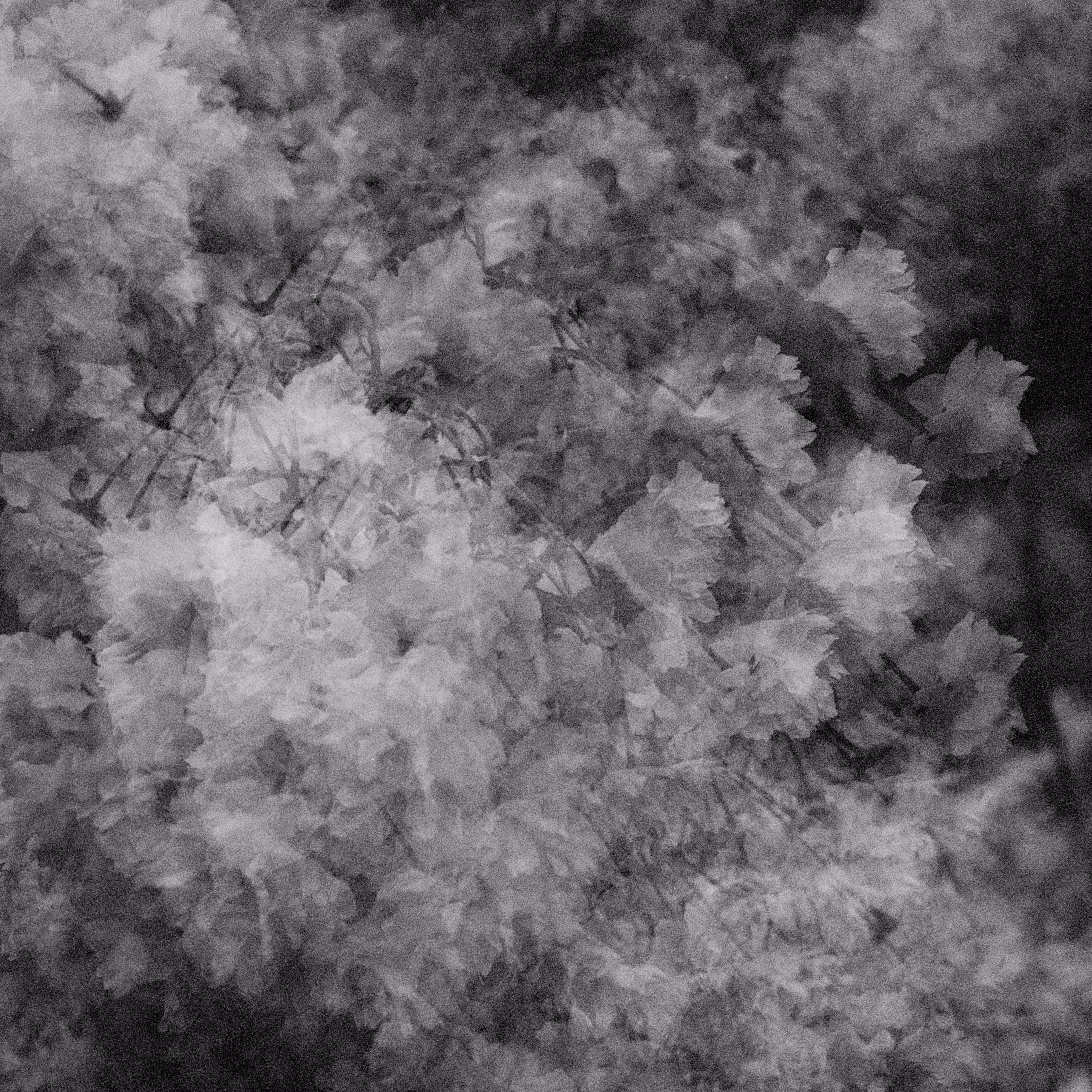 Open Editions: White Noise
