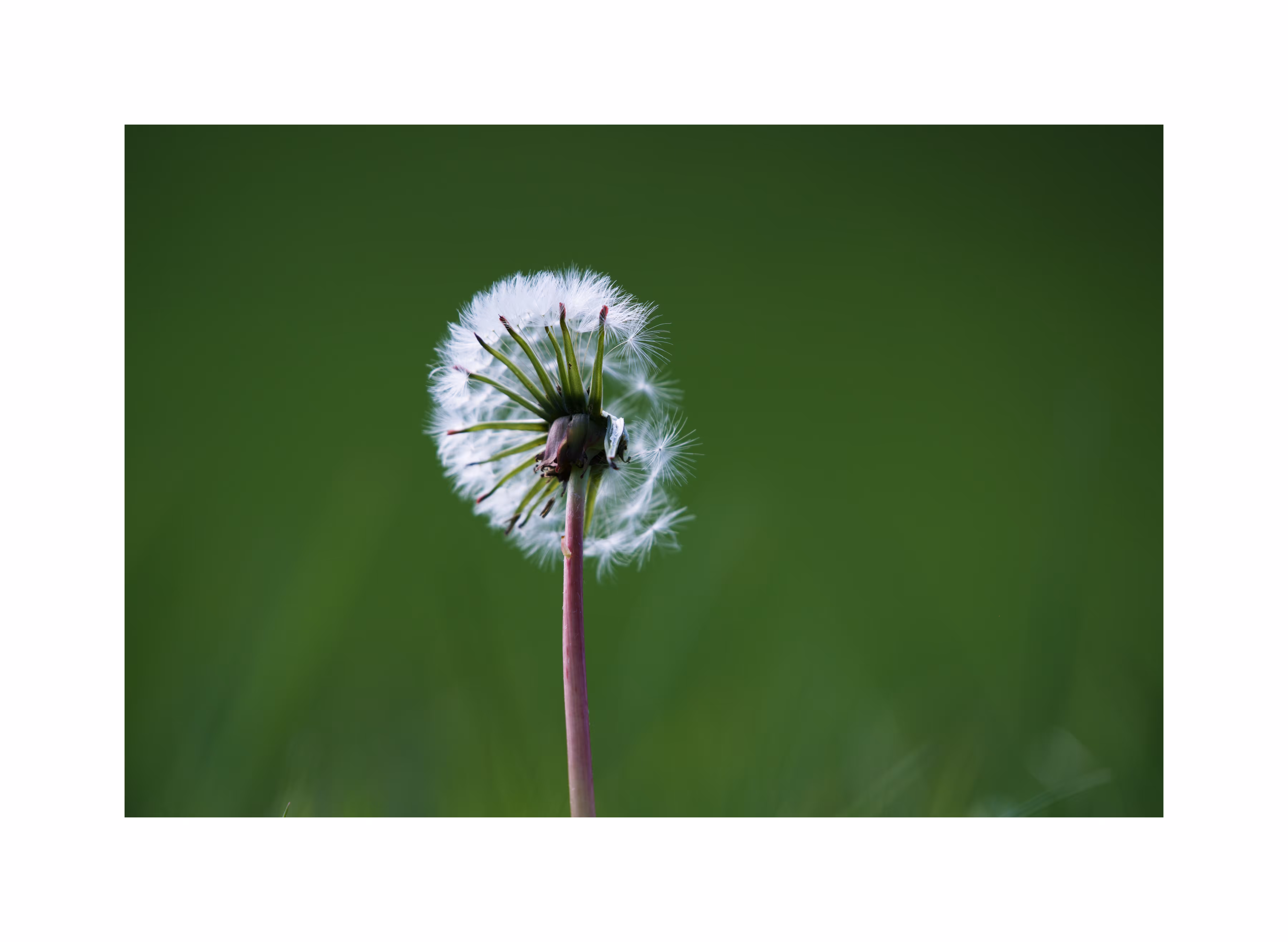 DANDELIONS