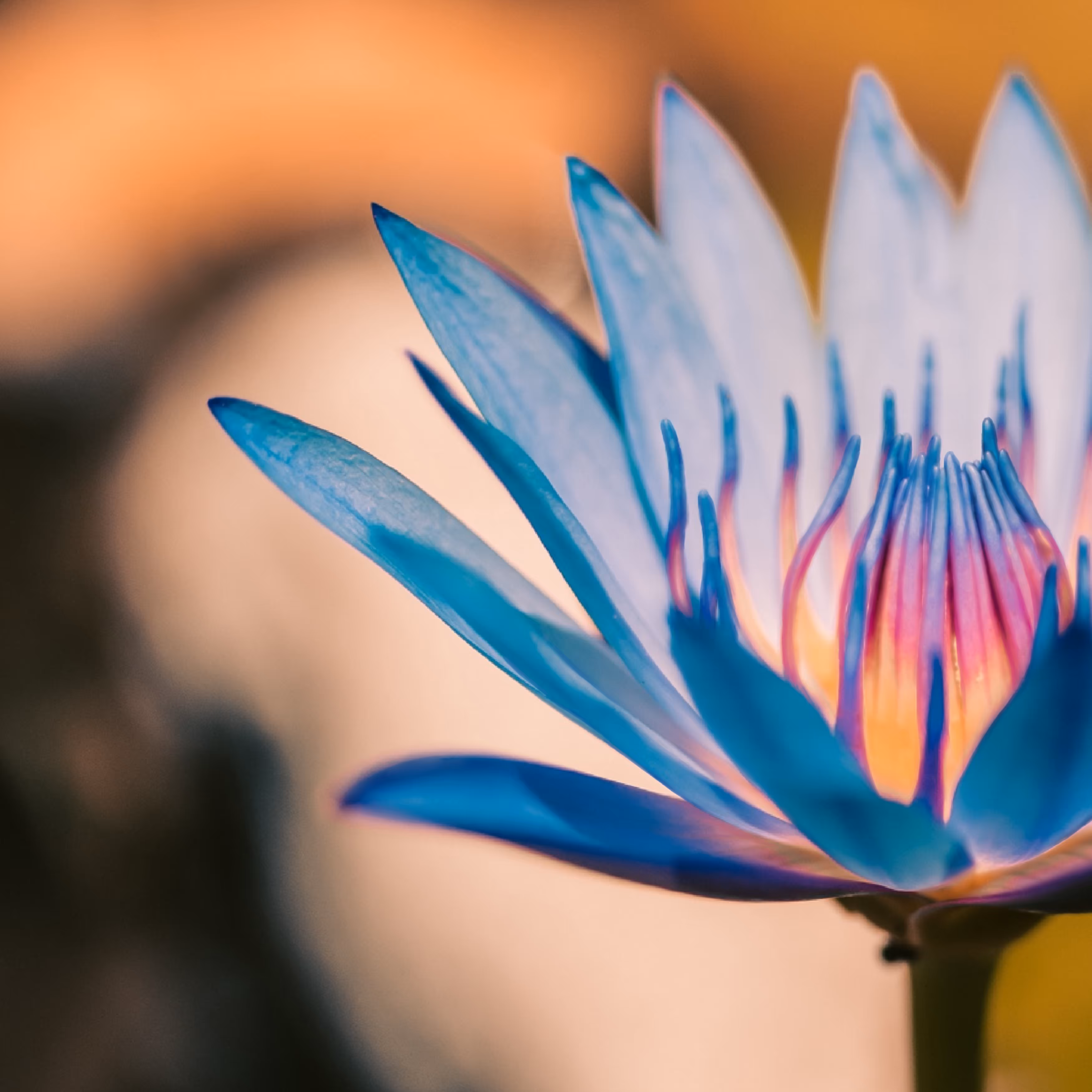 Lily 