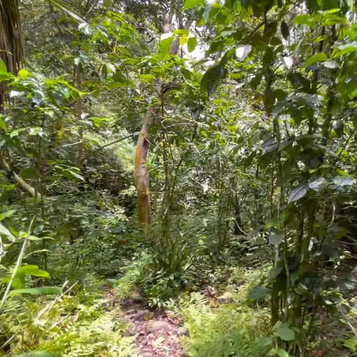 MOMENT #20 - Walking through jungle.