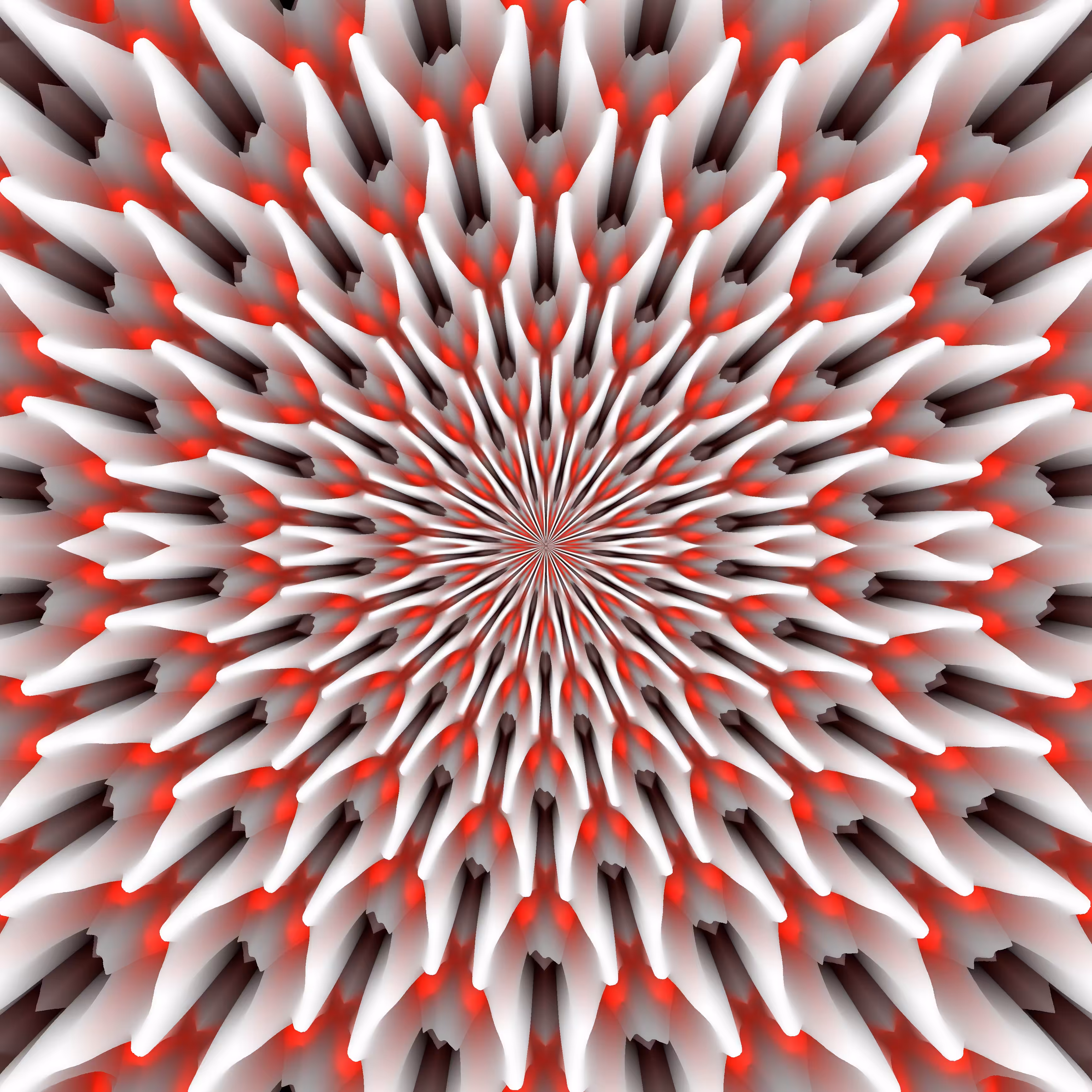 fimbriated