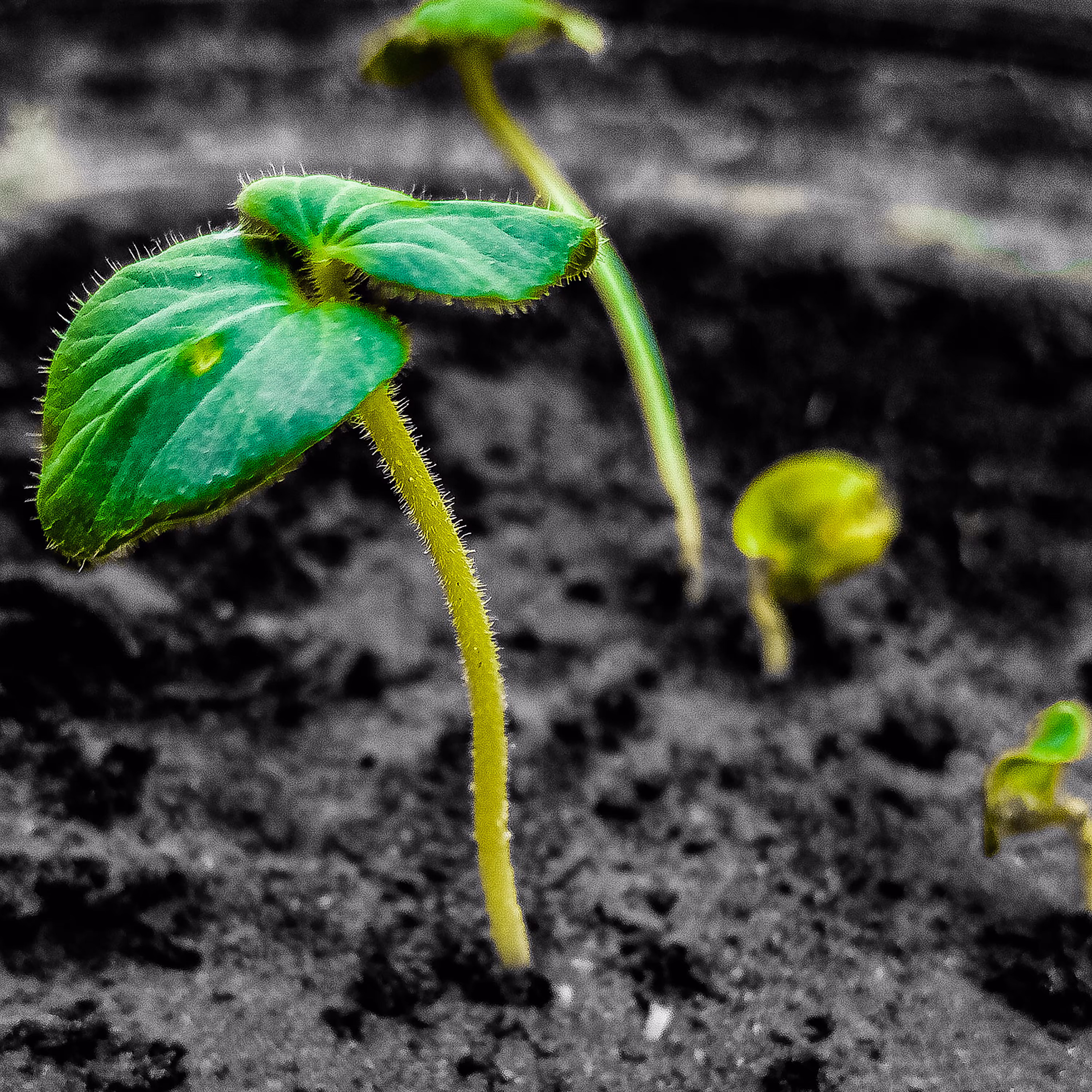 WE GROW TOGETHER  