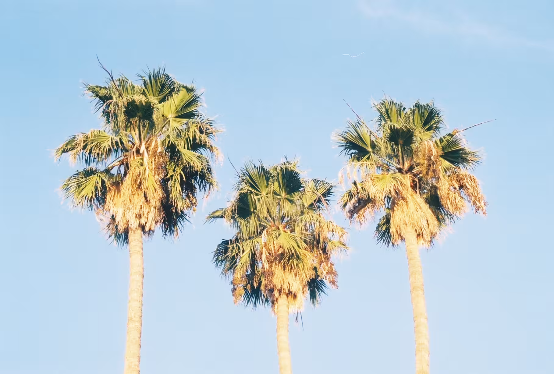 palms