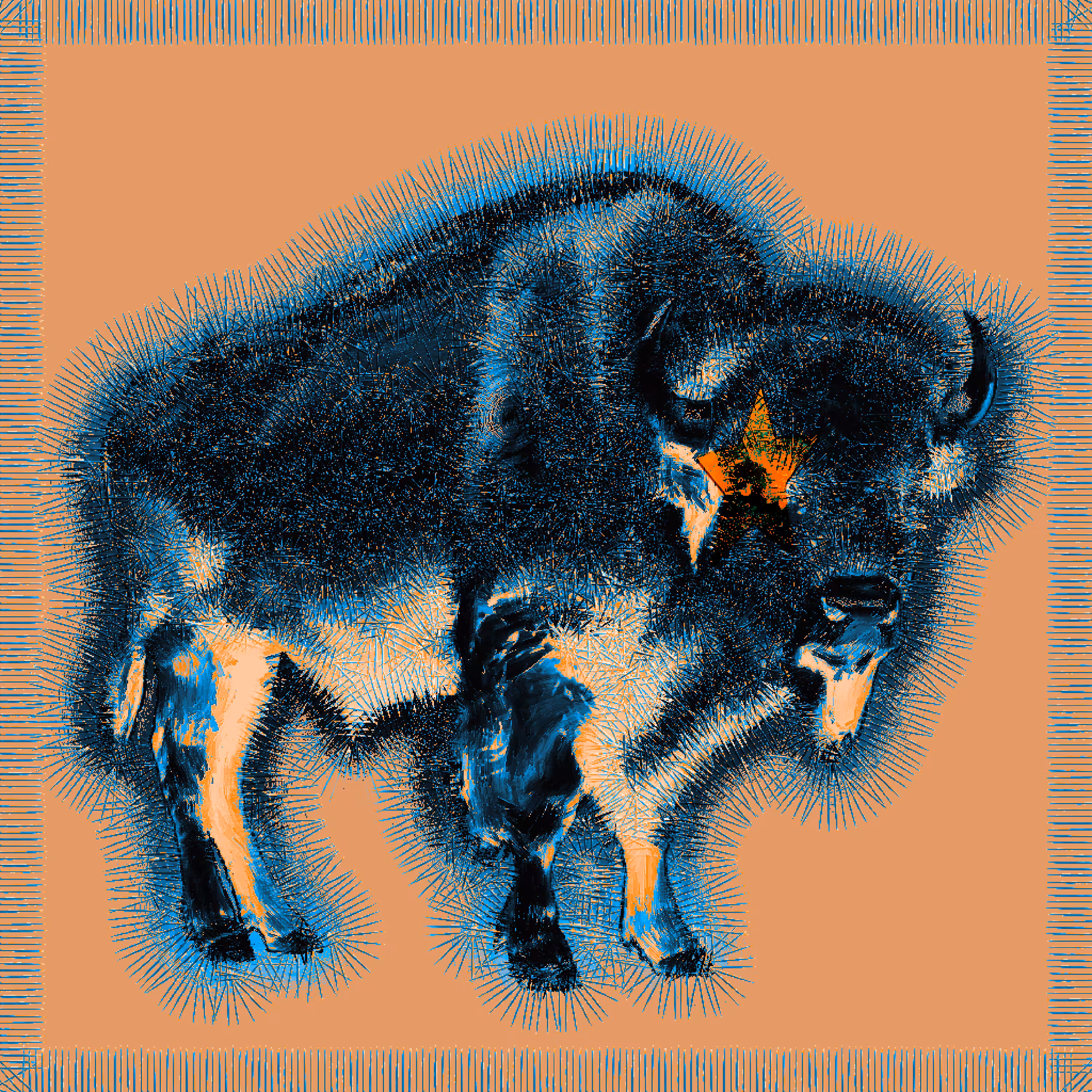 Bison