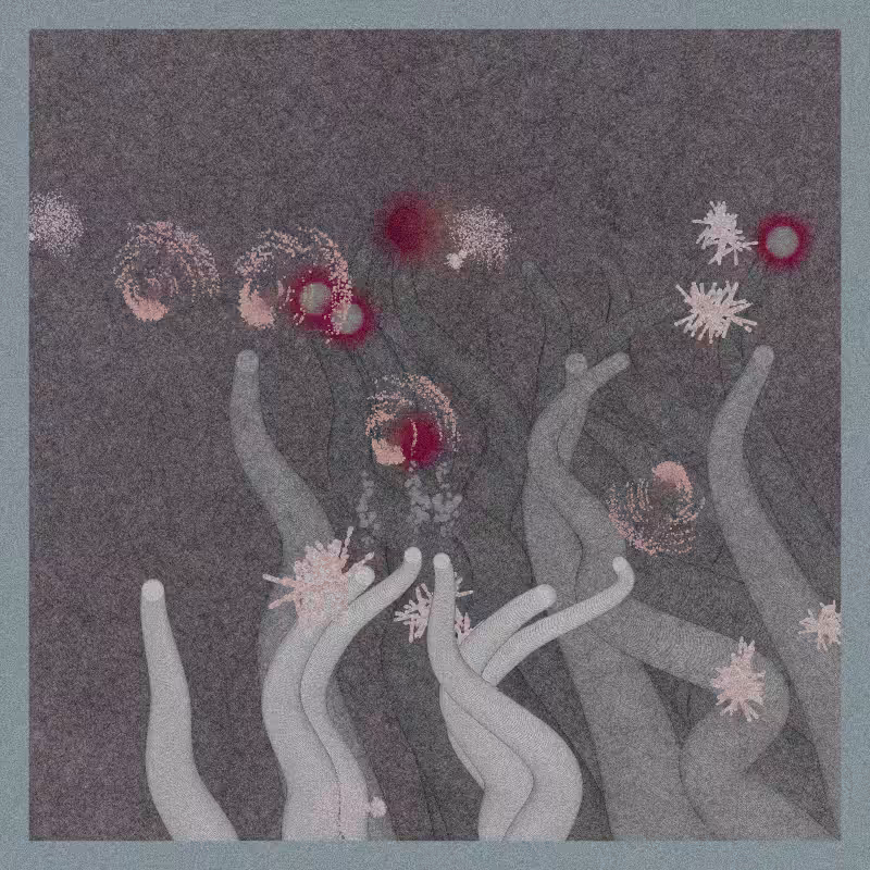 Sea Anemone