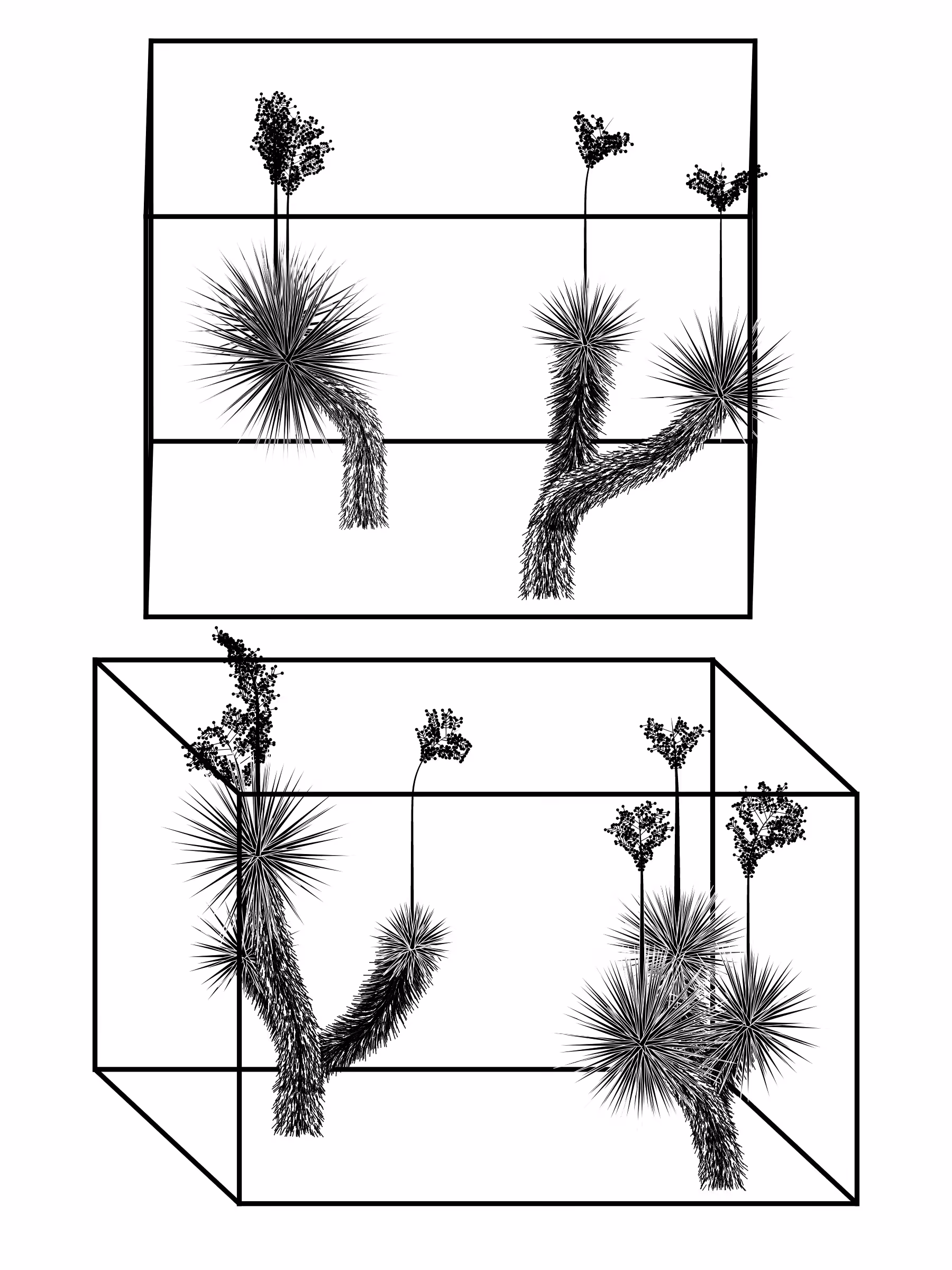 Marfa Yucca #26