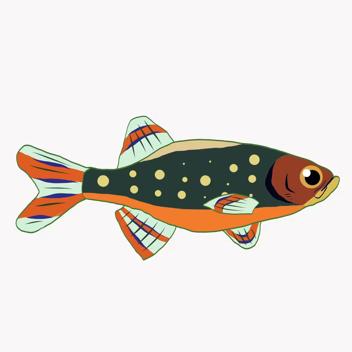 Jasper the danio margaritatus