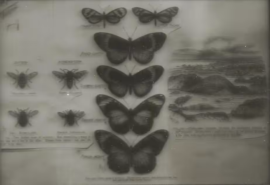 0xobscura_001