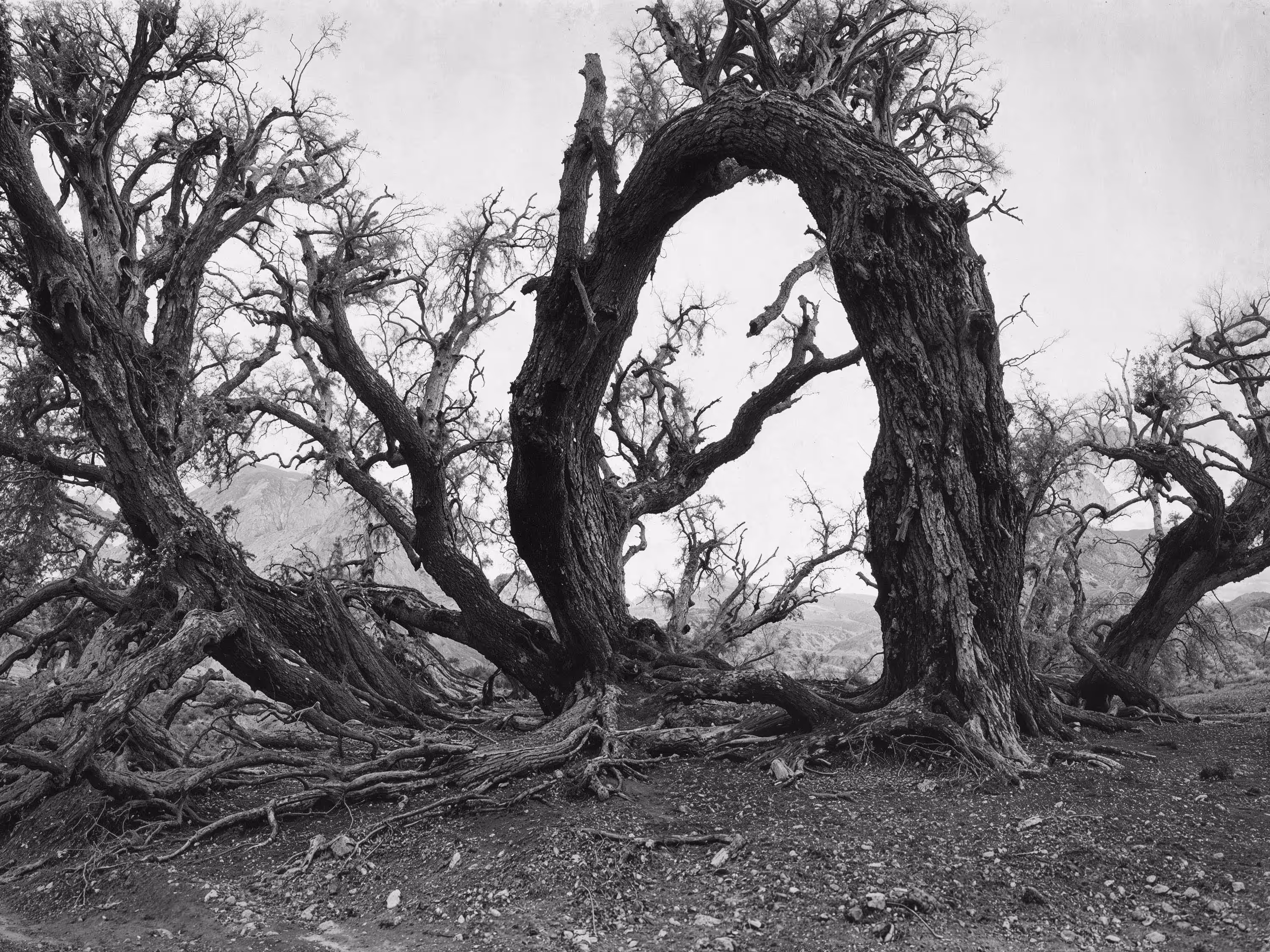 Iñigo Bilbao - The Dead Valley #001