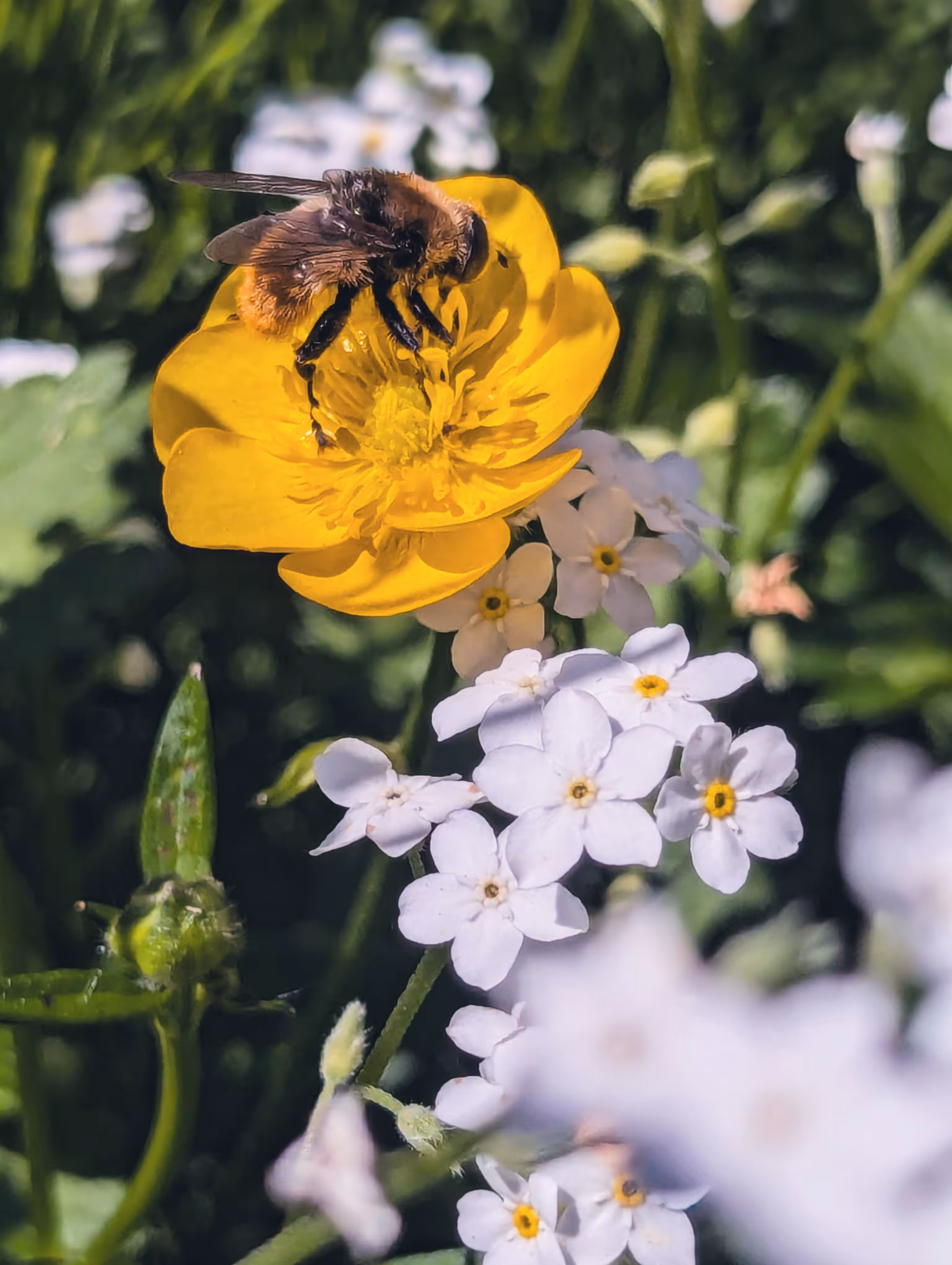 Luke_0x1 Photography : Bee sunny