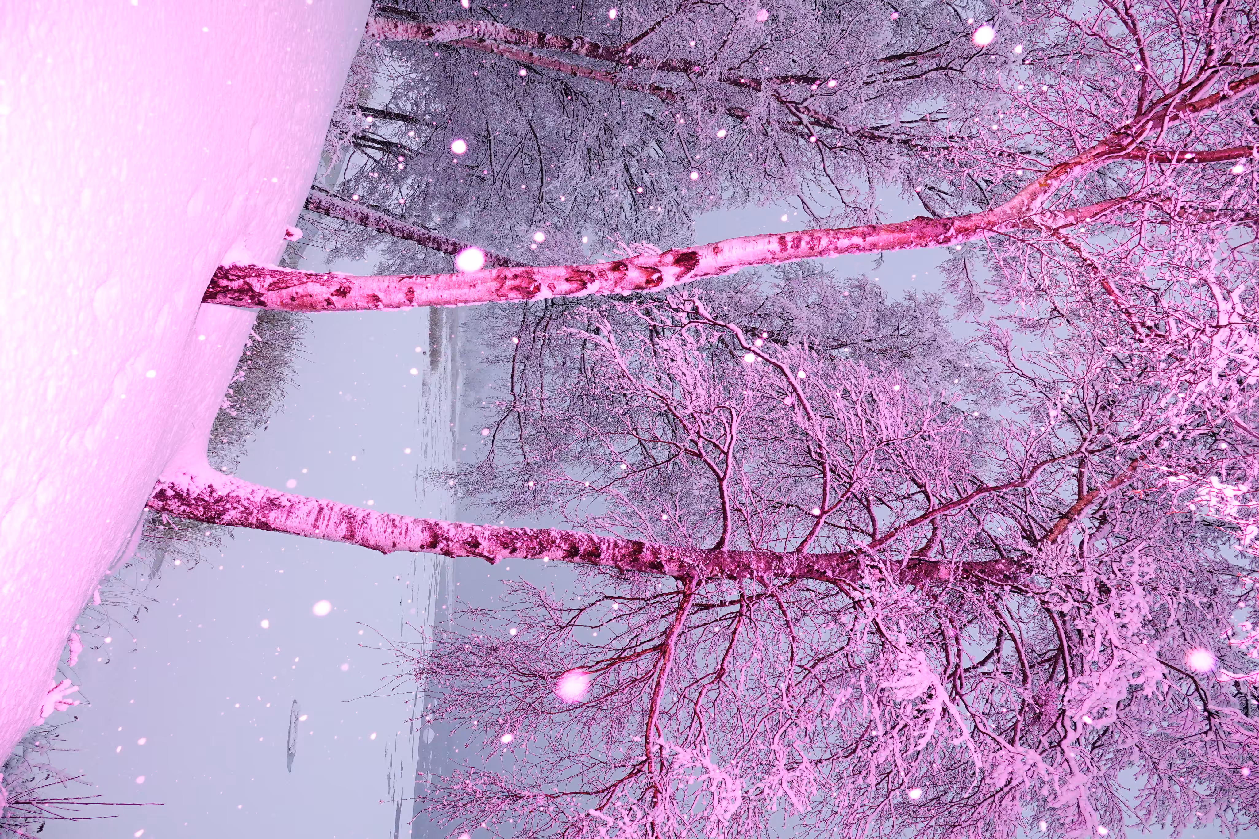 Dreaming in pink 1