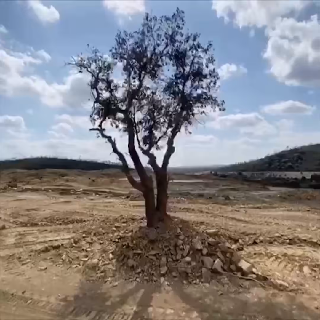 Solipsistic Tree