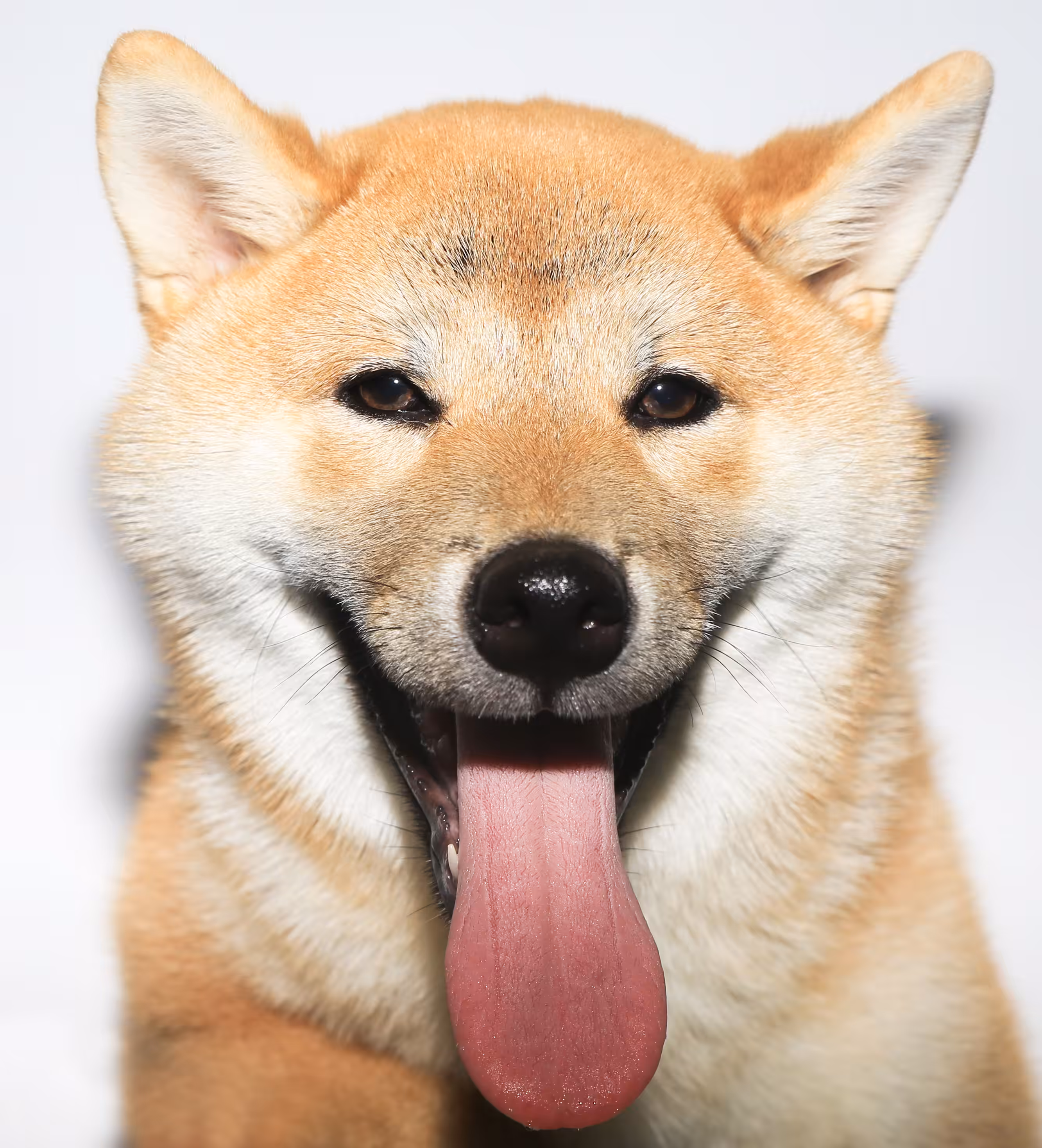SHIB