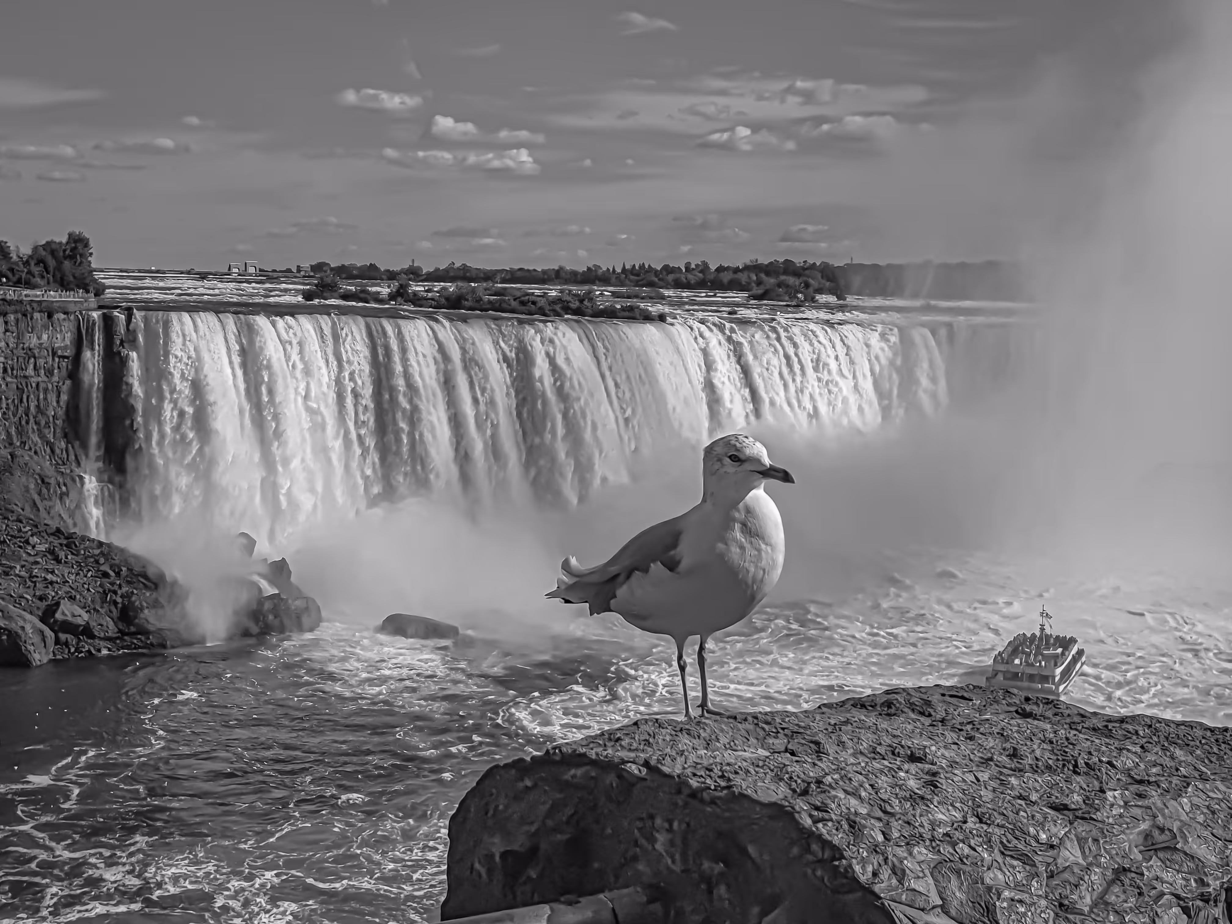 Seagull