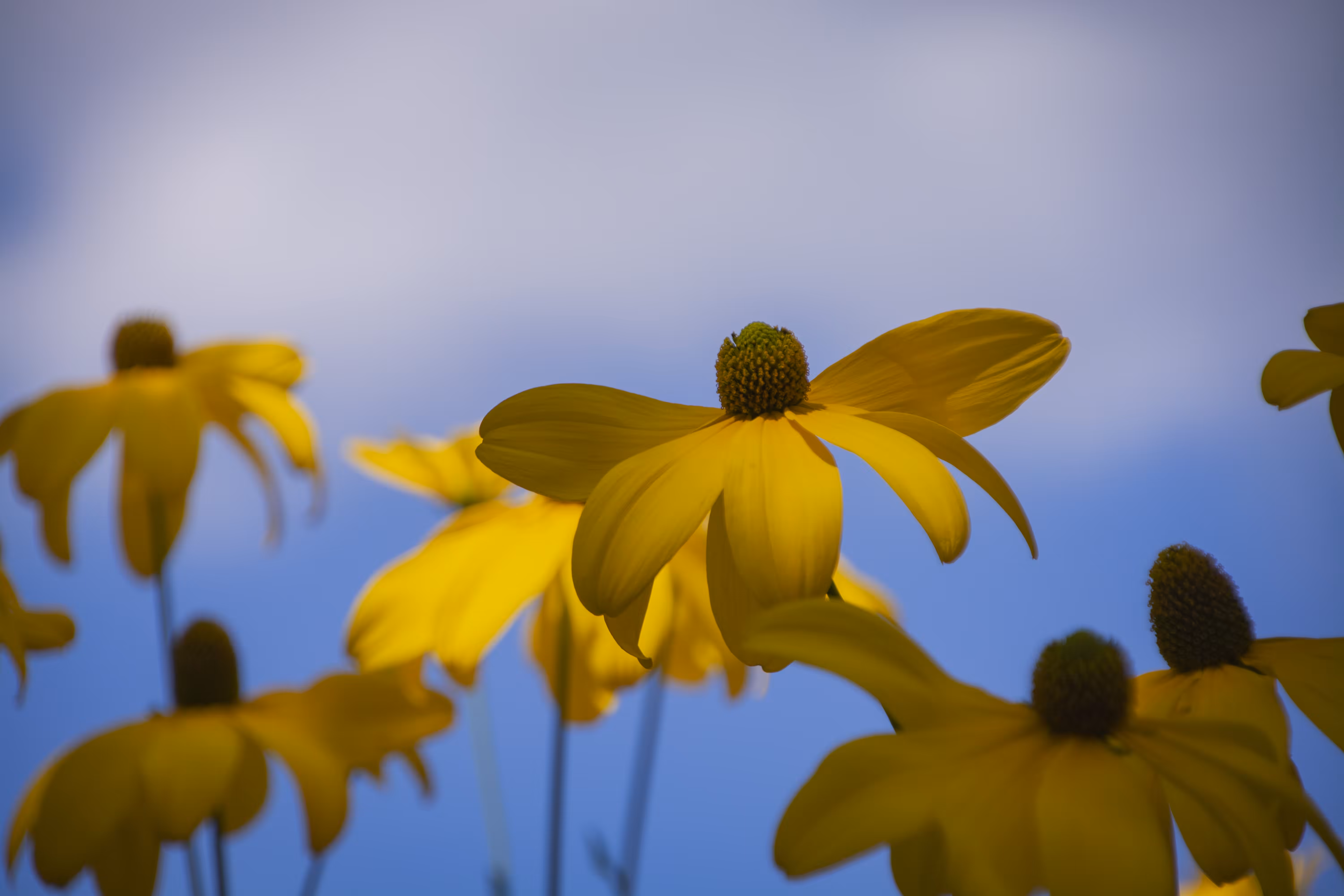 Happy Flowers