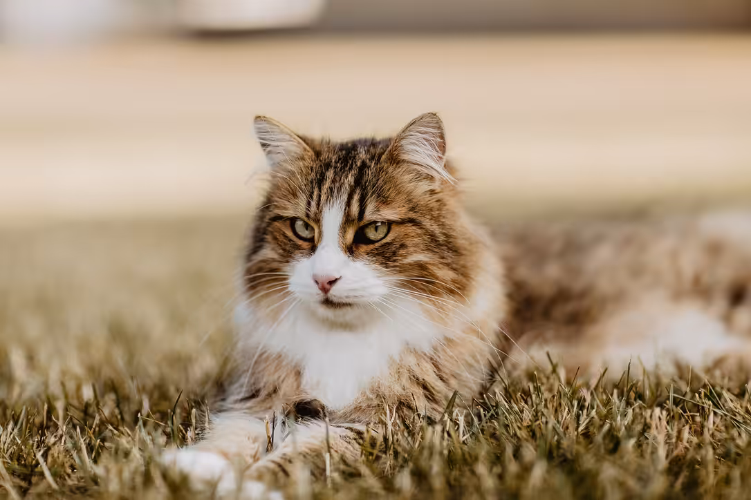 Norwegian Forest cat #12 NFC