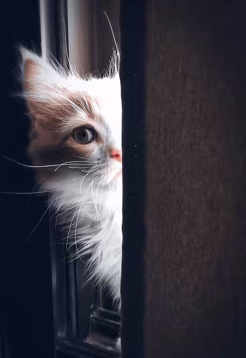SAFE ANIMAL: Safe animal #00012