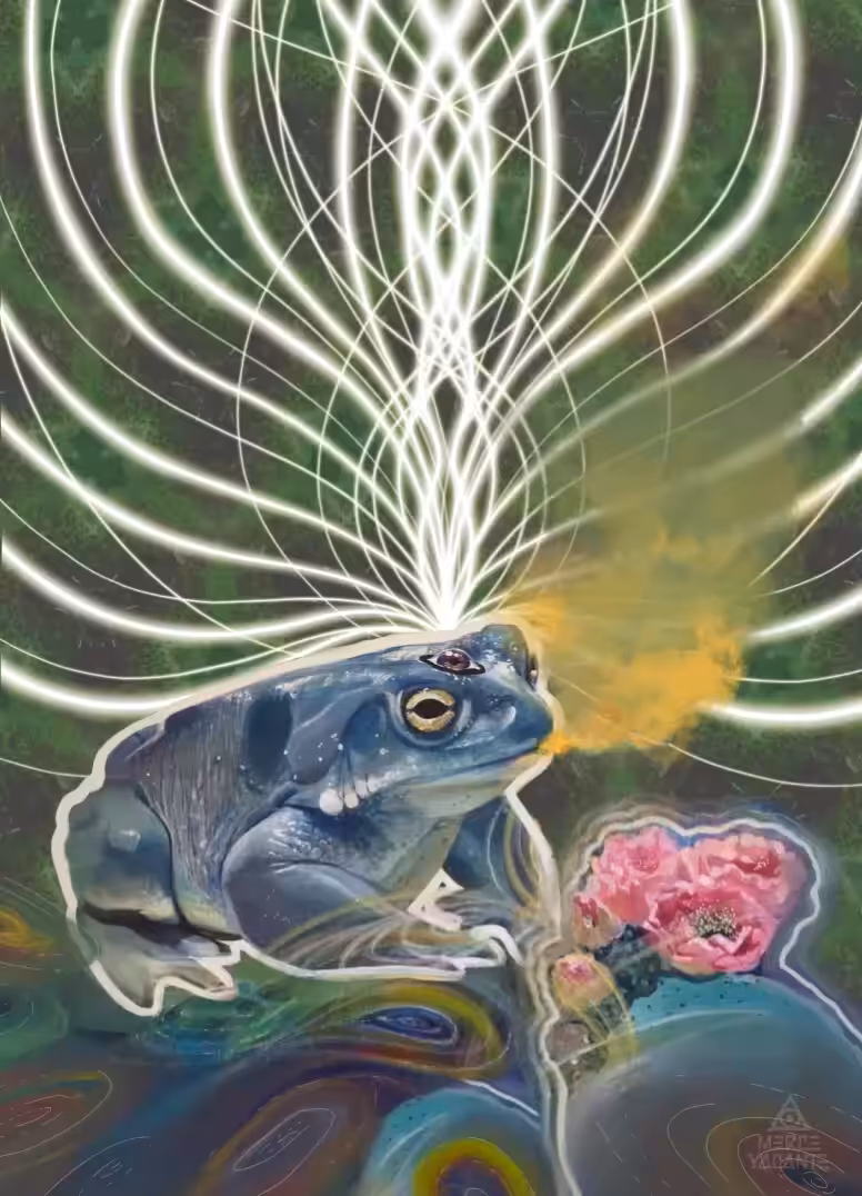 --Bufo Alvarius--