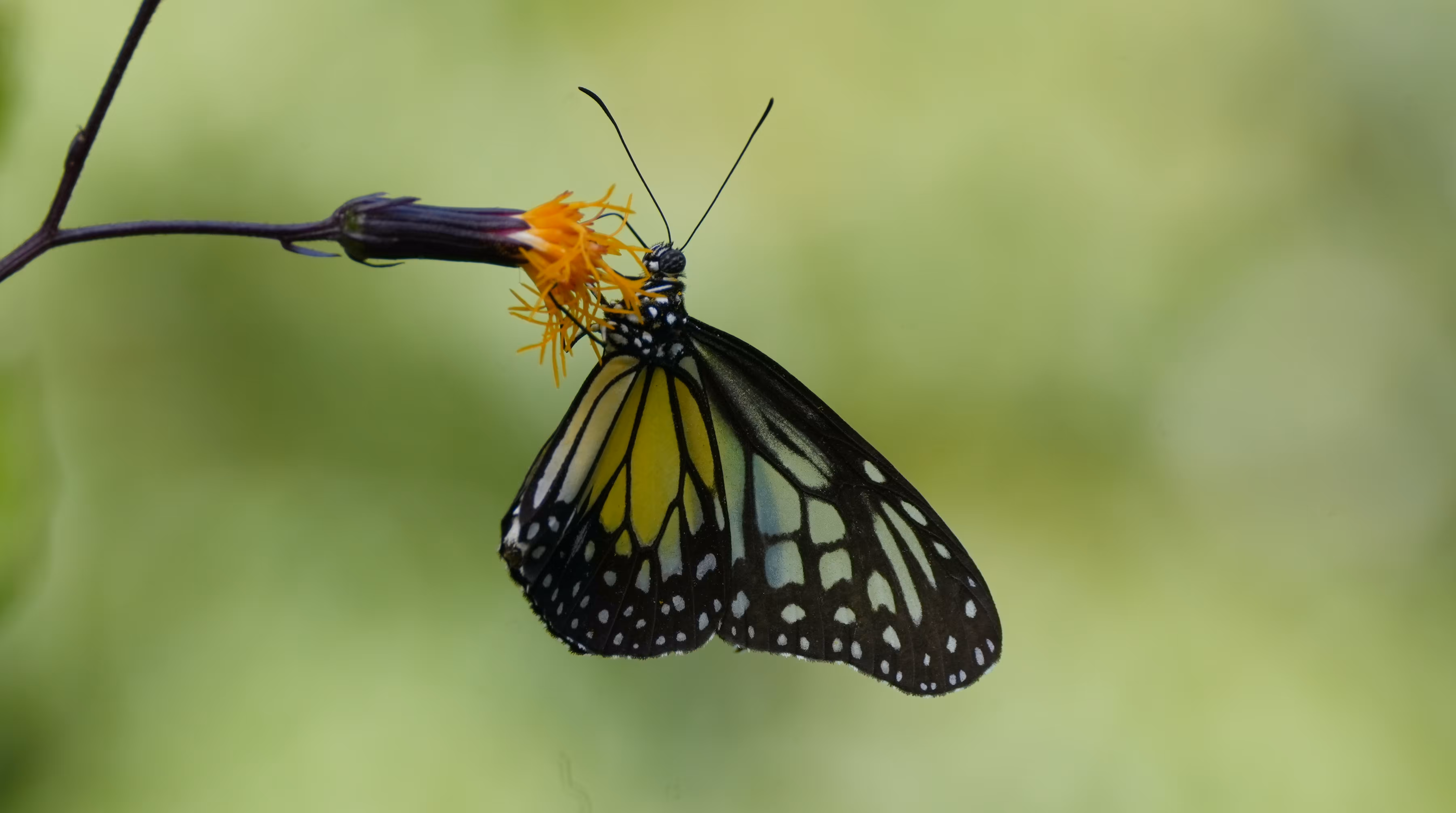 Nectar Pause