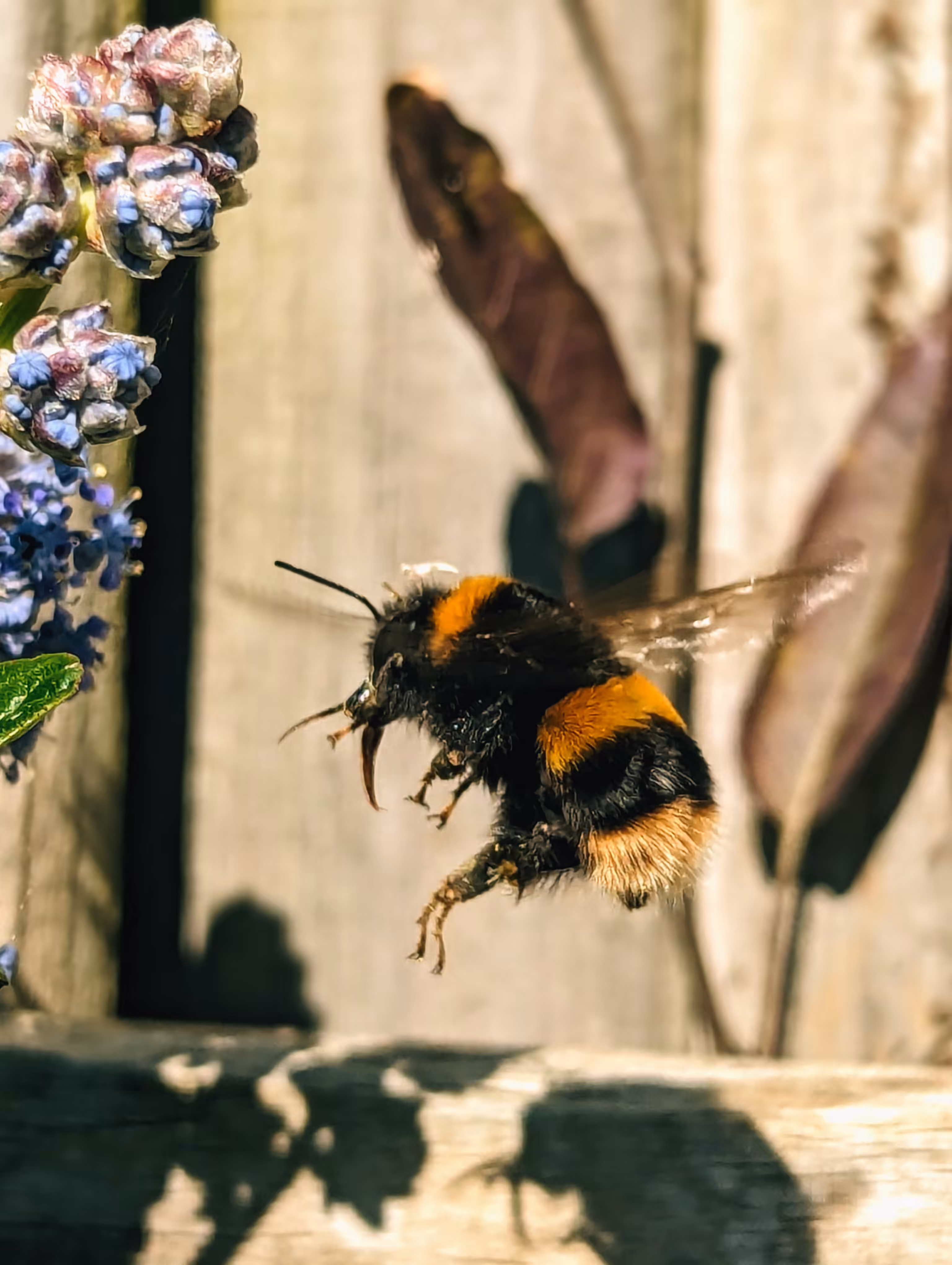 Flight of the fluffy bumble