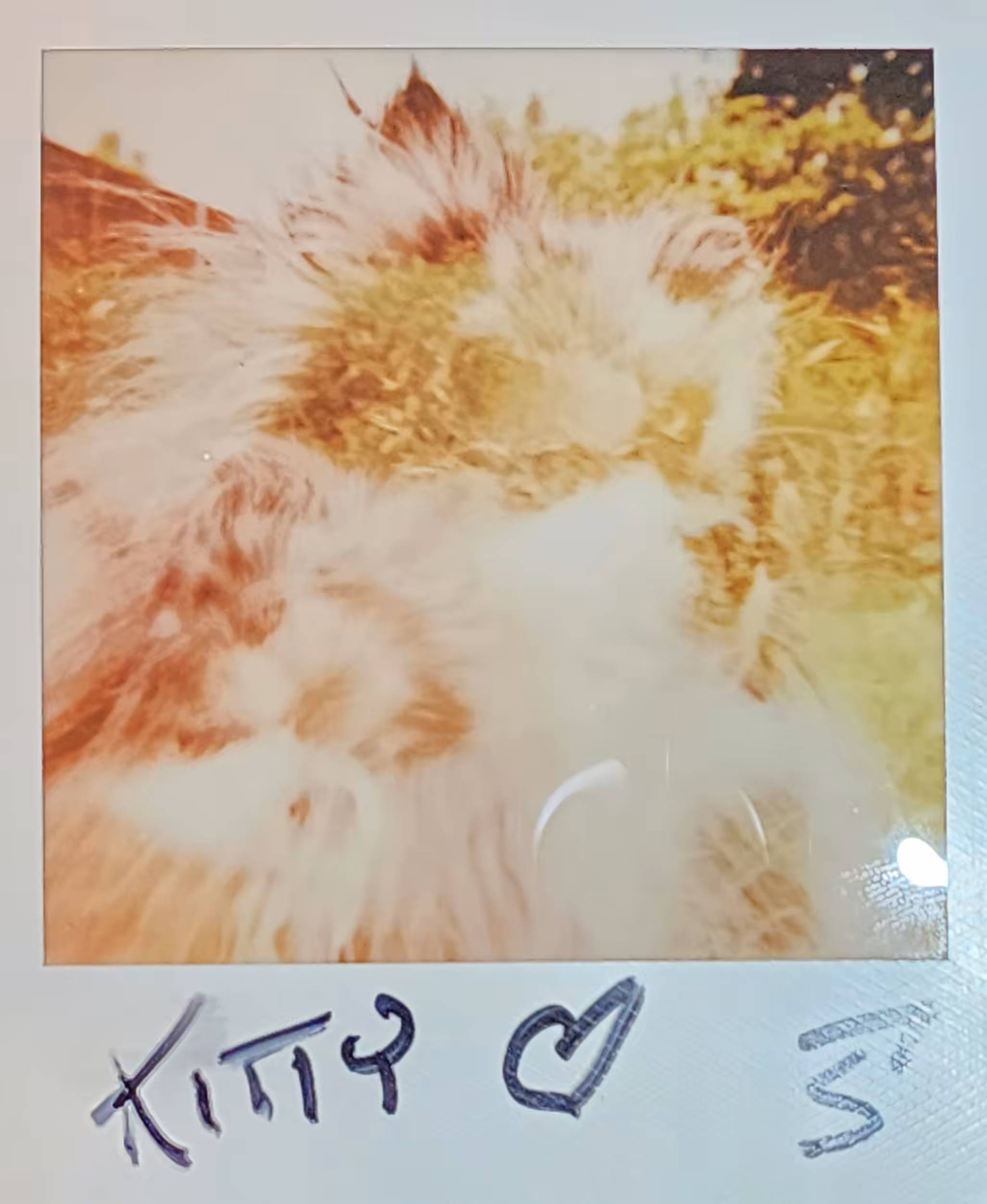 Polaroid L-2 Pack 1 Pic 7
