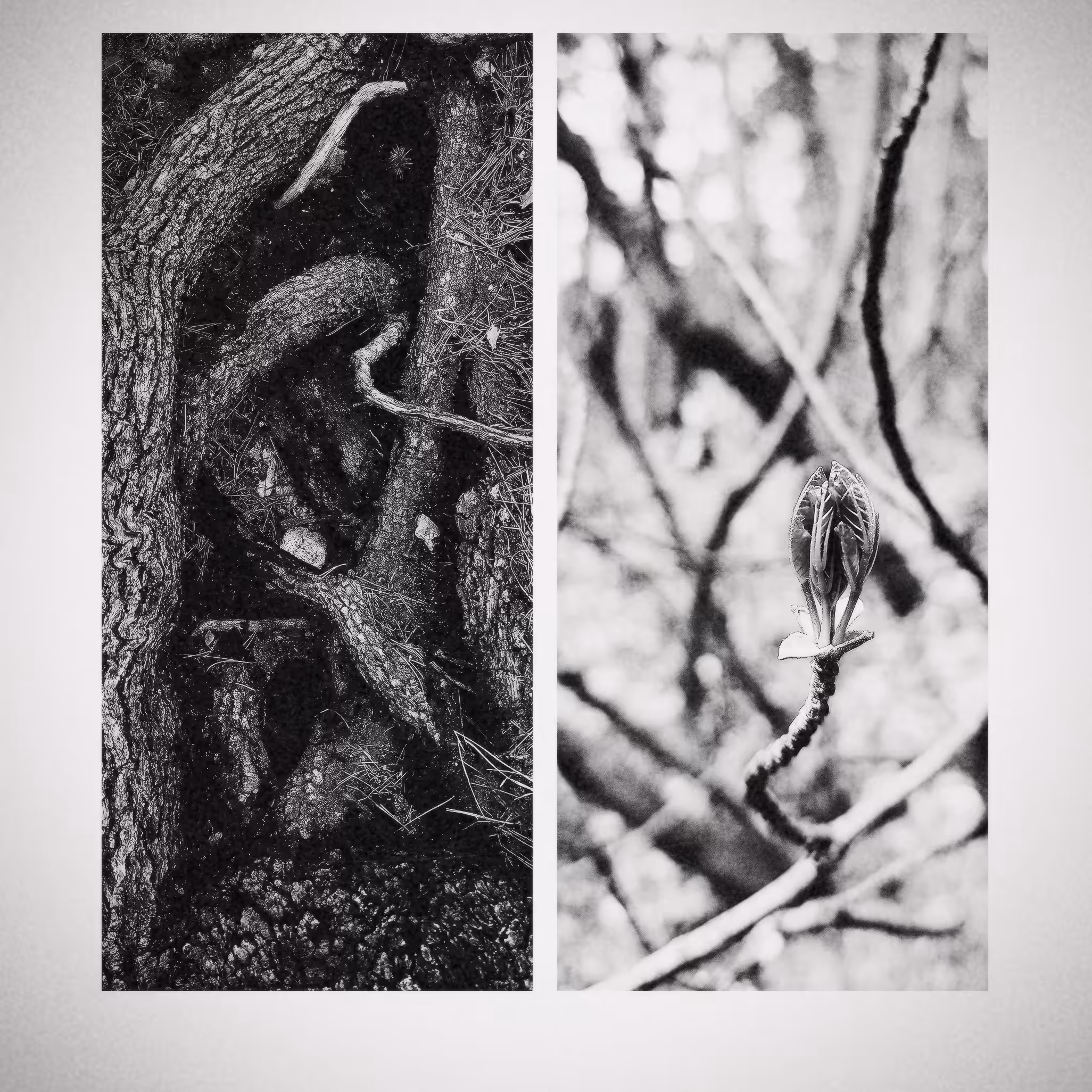 Nature Textures #1