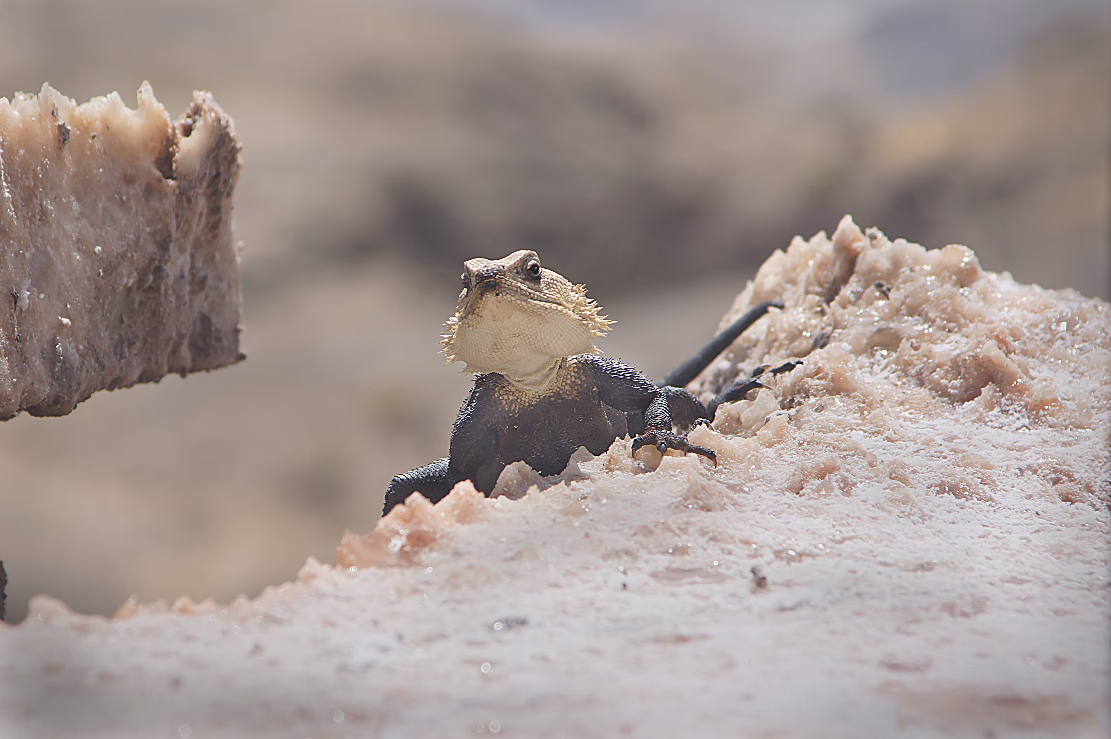 Stubborn Agama
