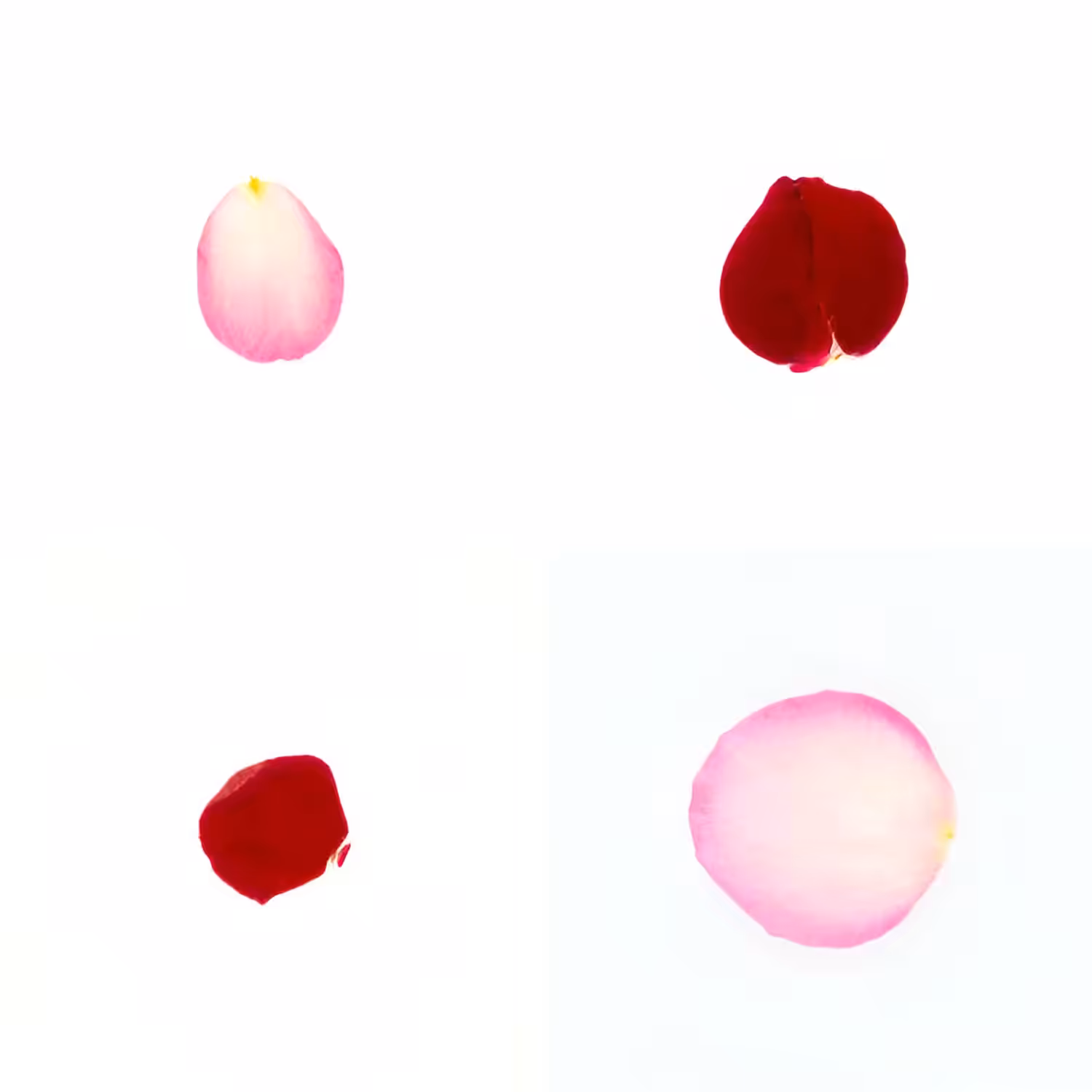 Infinite Petals 2x2#3831