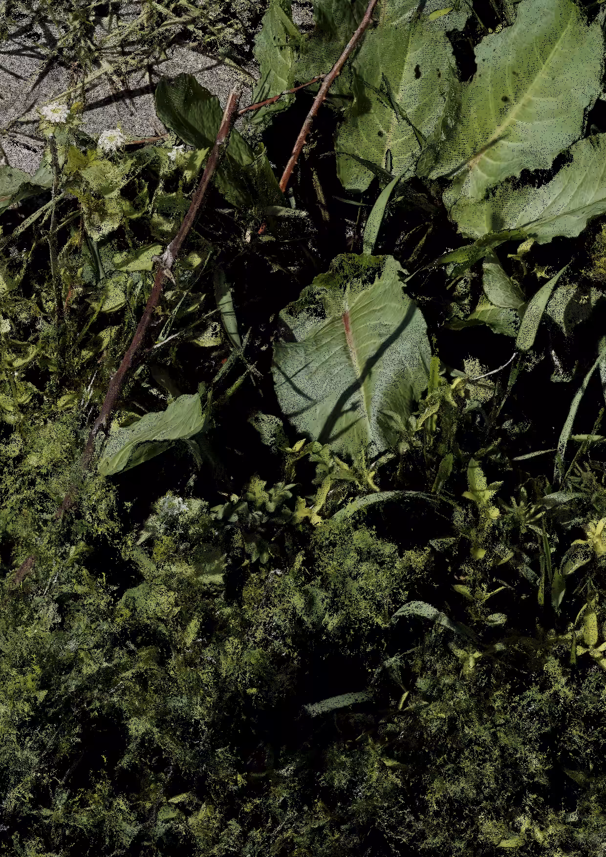 Overgrowth 0373